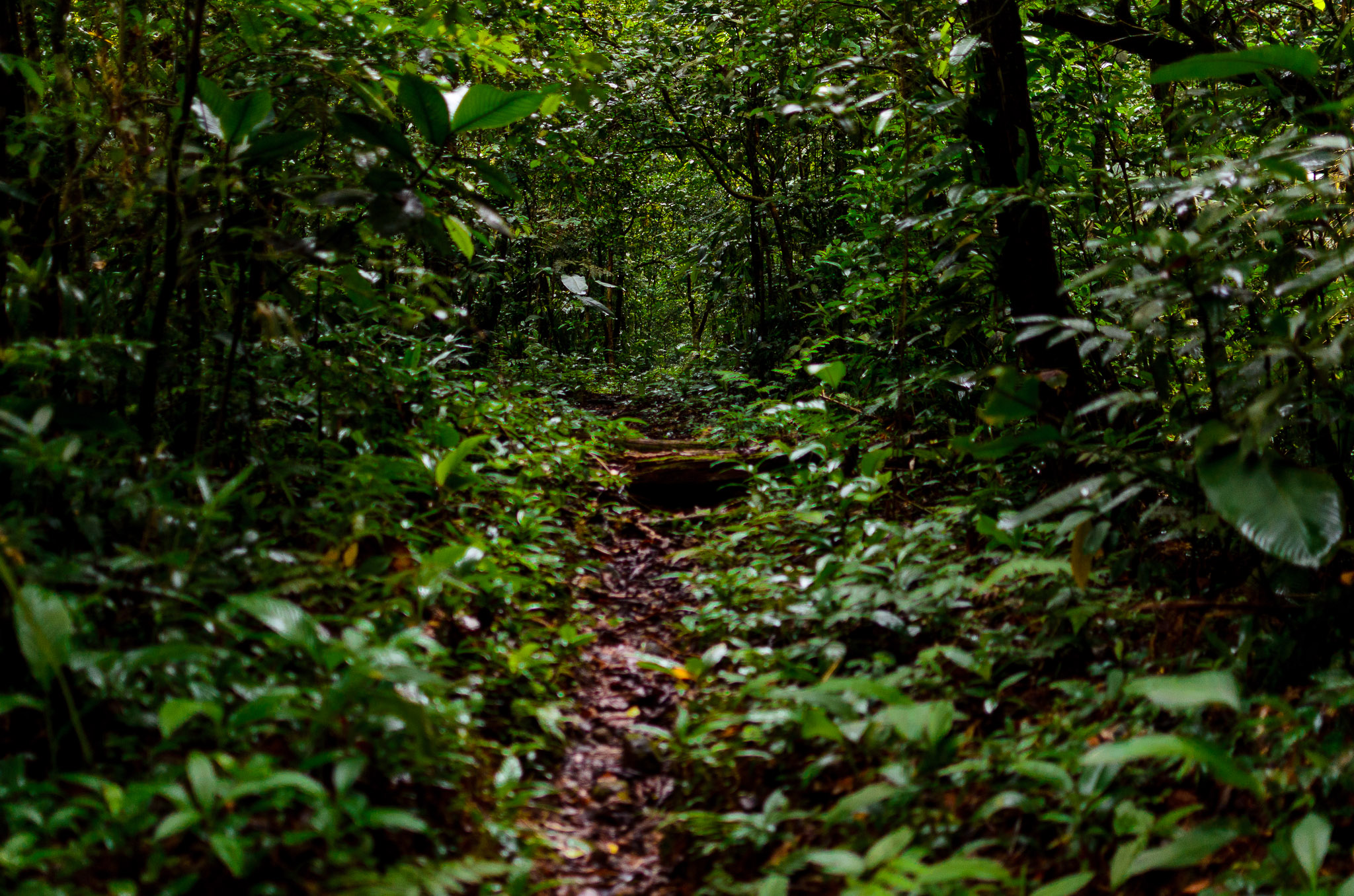 Trilha Mirante de Itaguá