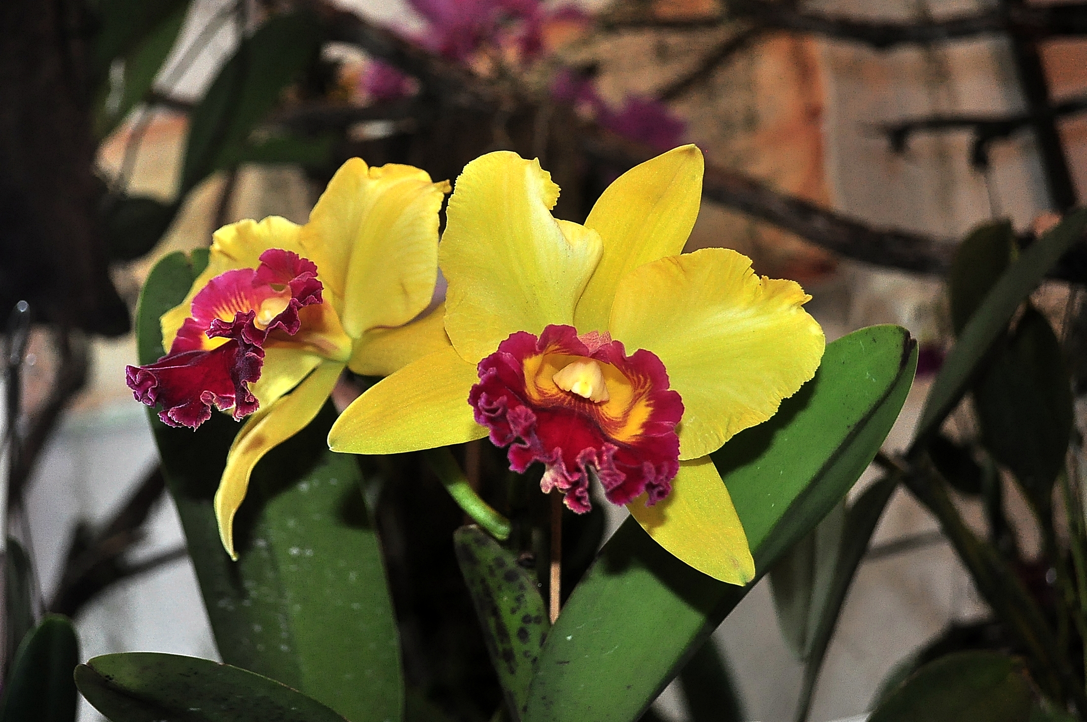 Prefeitura e NOB realizam exposição de orquídeas e bromélias