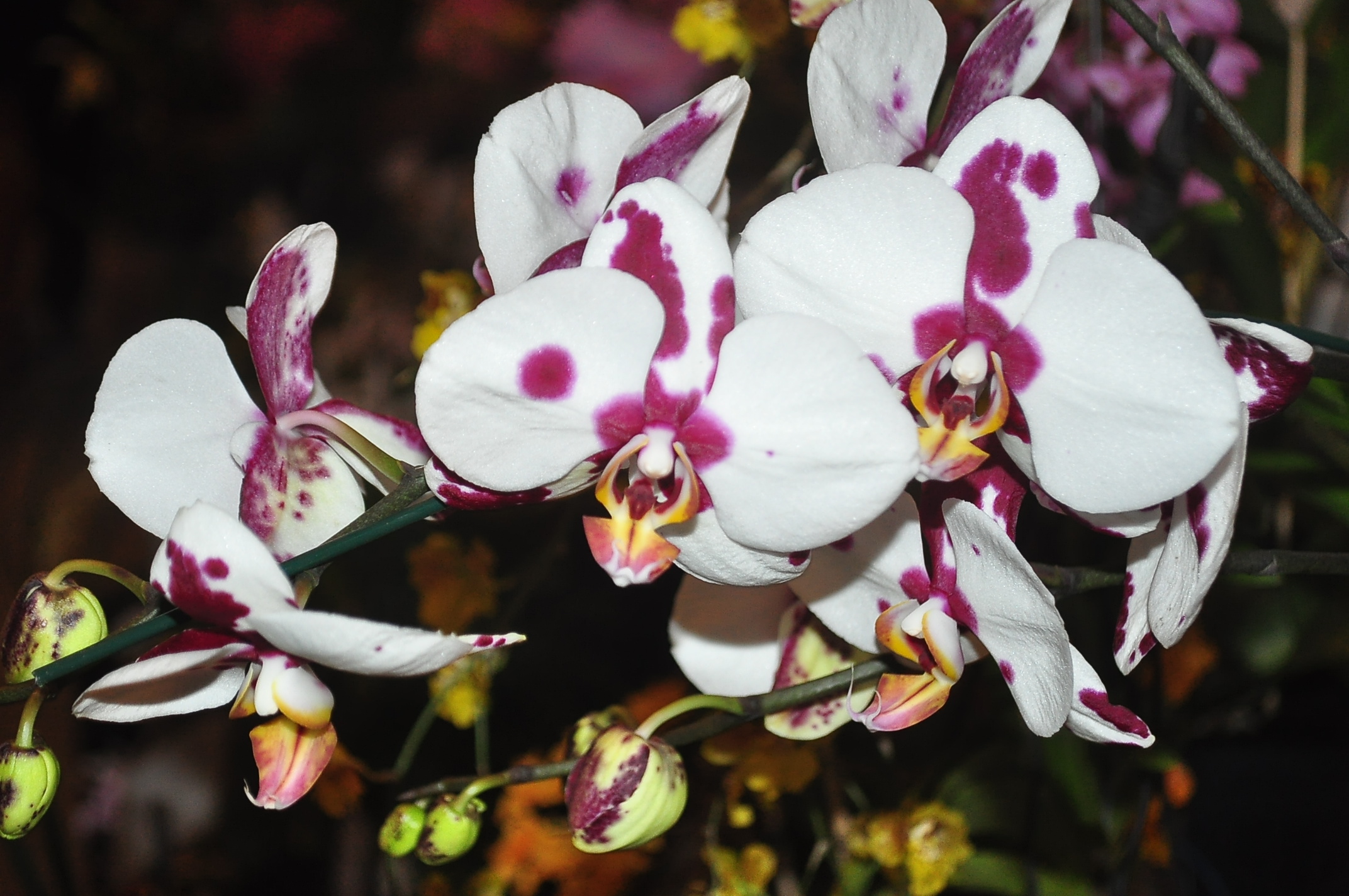 Prefeitura divulga programação da Exposição de Orquídeas e Bromélias