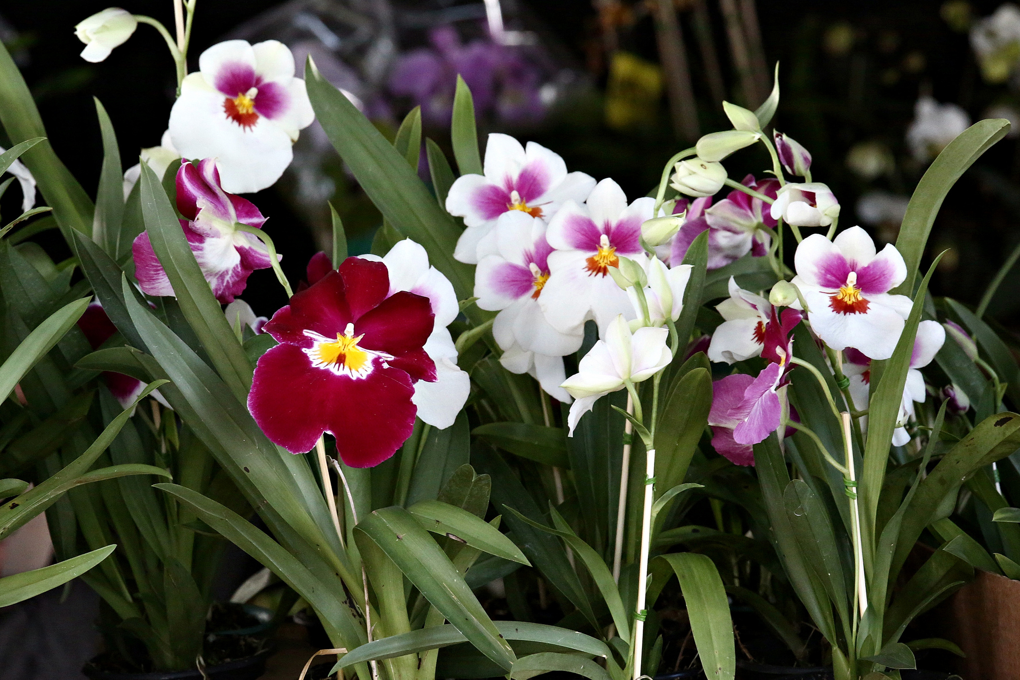 Exposição de Orquídeas e Bromélias tem início nesta sexta-feira (31)