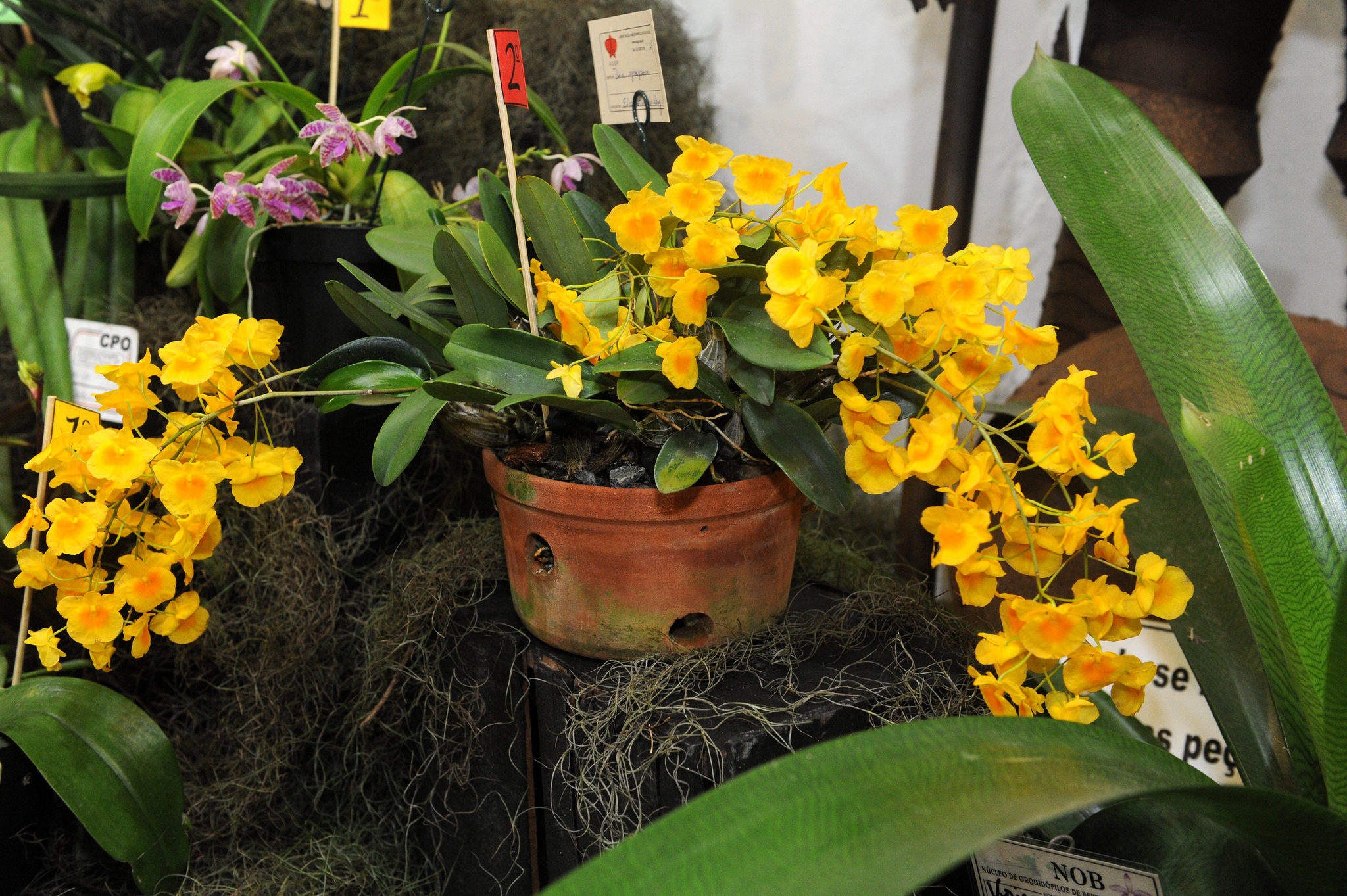 Exposição de Orquídeas e Bromélias atrai 3.000 pessoas