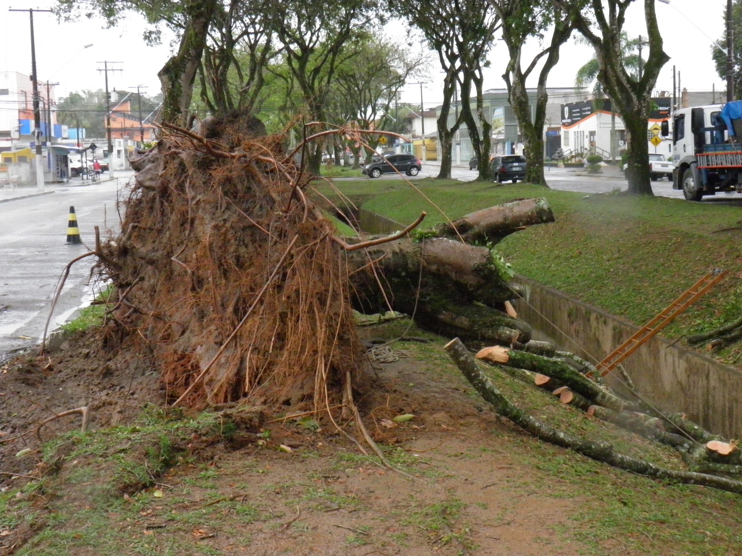 Ventos provocam queda de árvores que serão repostas pela Prefeitura