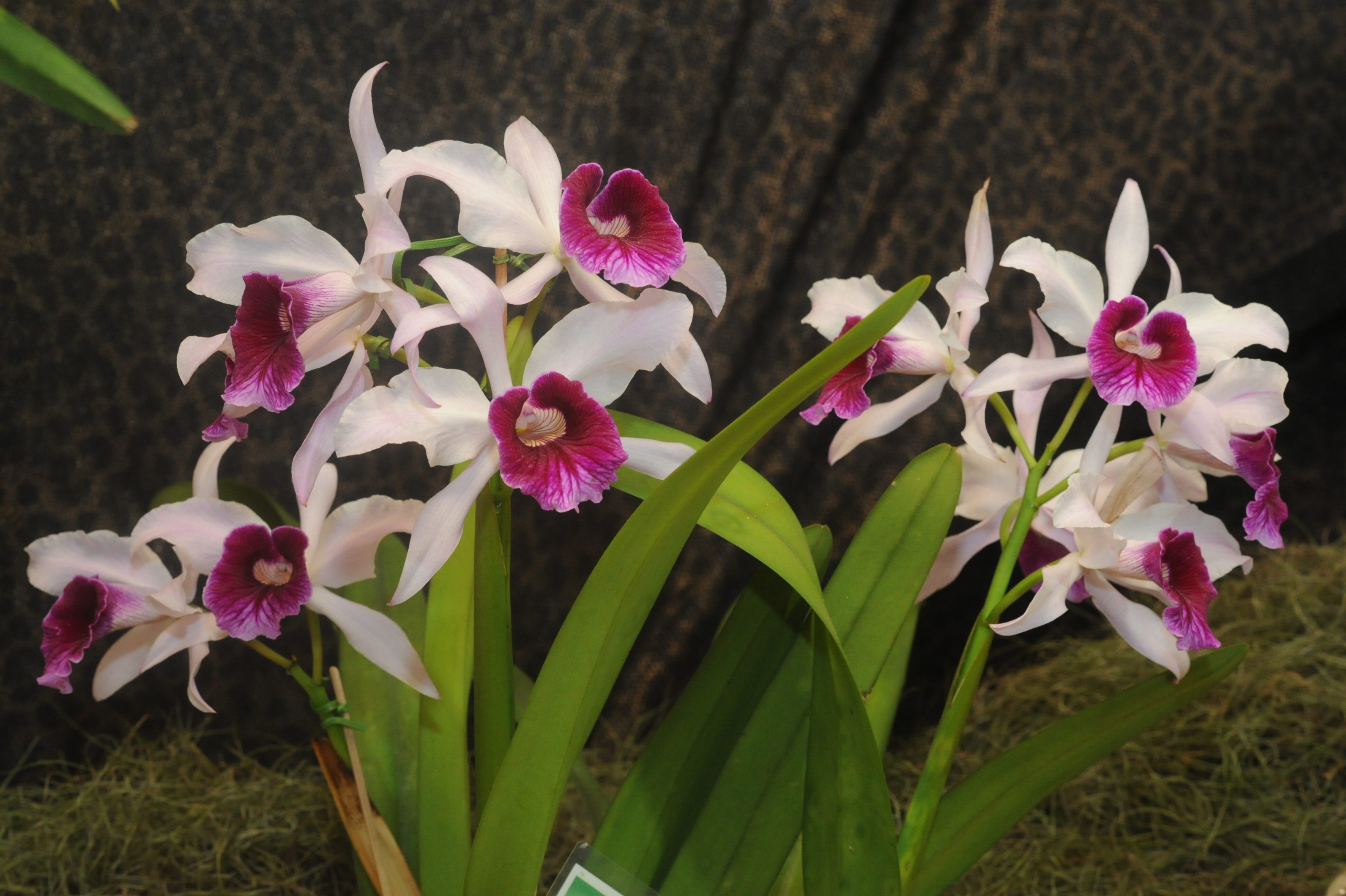 Casa da Cultura recebe Curso de Cultivo de Orquídeas dia 27