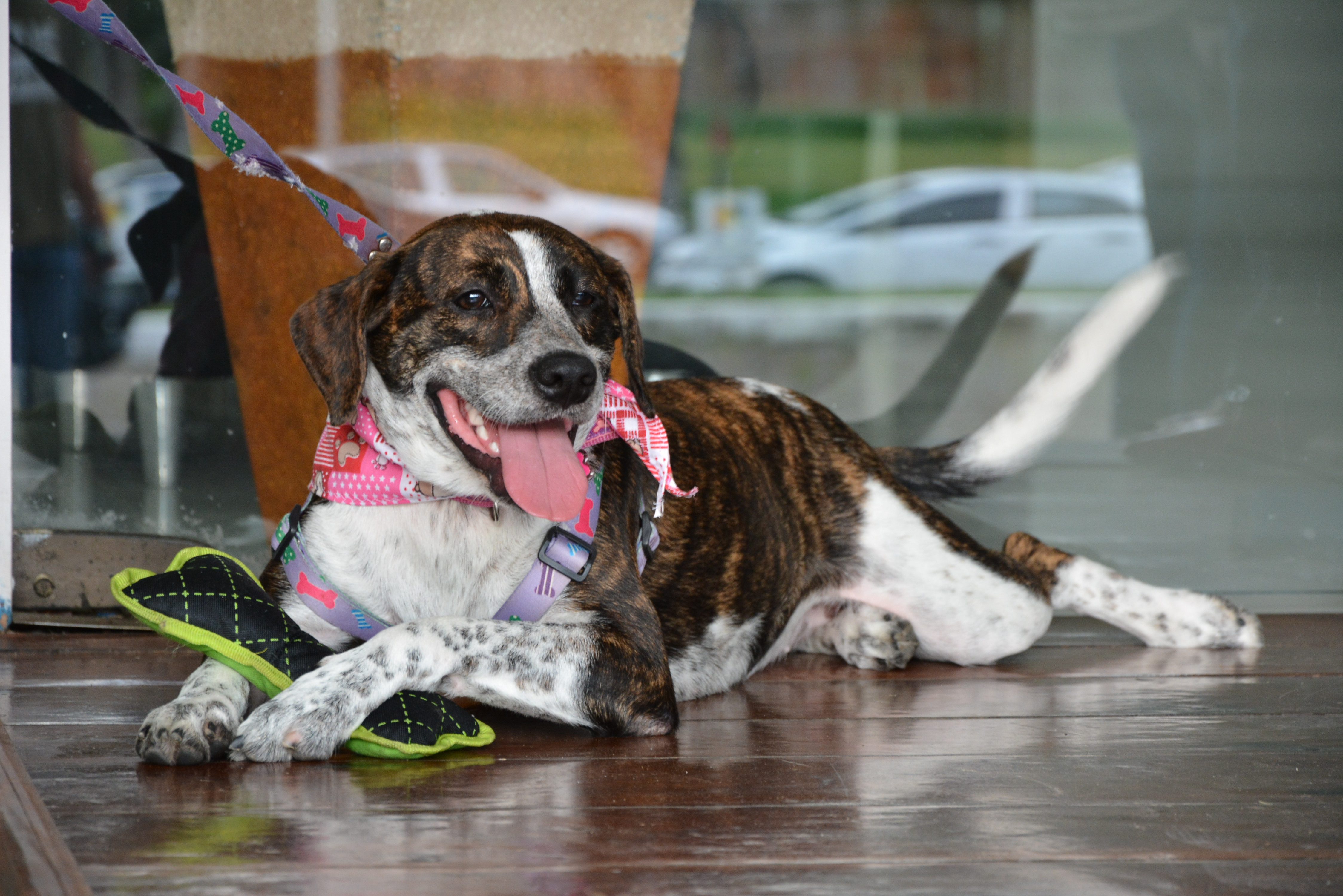 Prefeitura cria Projeto de Lei para o Bem- Estar Animal