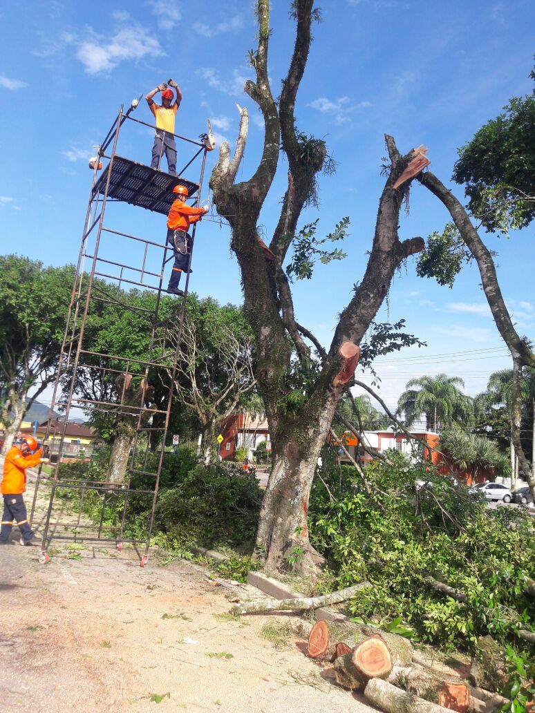 Prefeitura intensifica poda de árvores na Avenida Anchieta