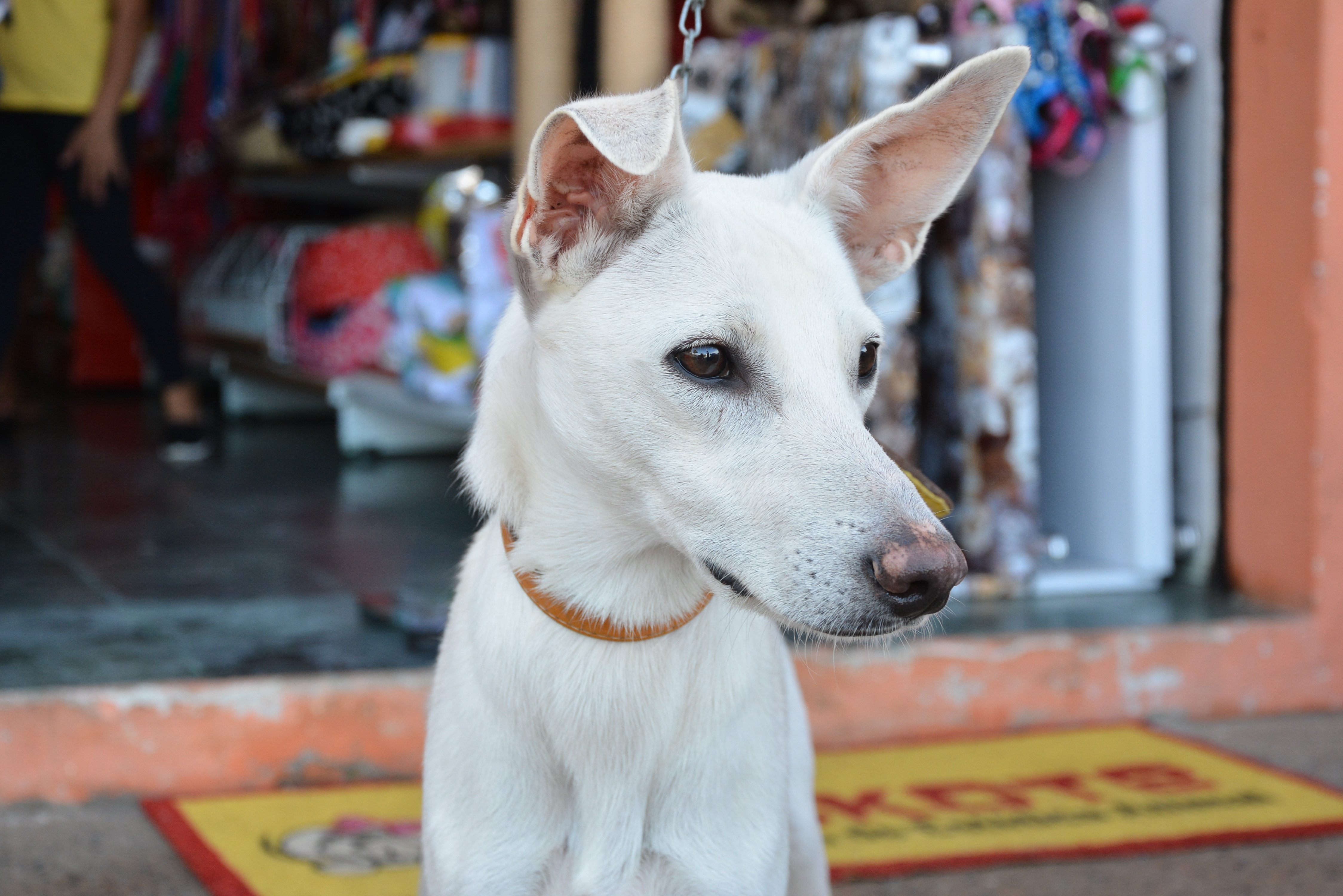 Campanha de vacinação antirrábica supera meta e imuniza mais de 9 mil animais