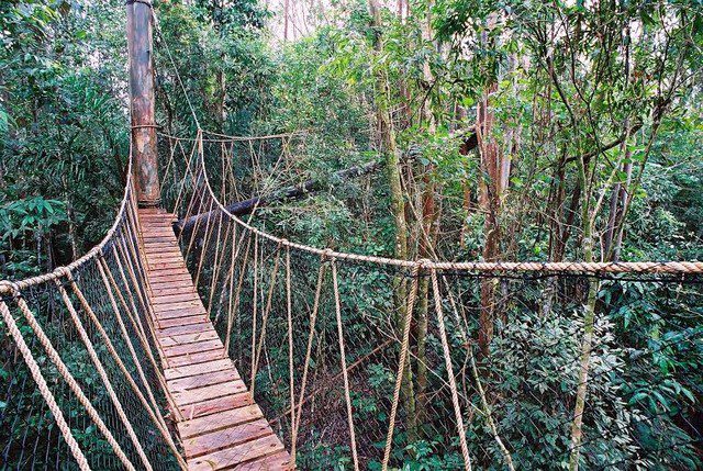 Curso de férias leva criançada para passeio no Parque das Neblinas