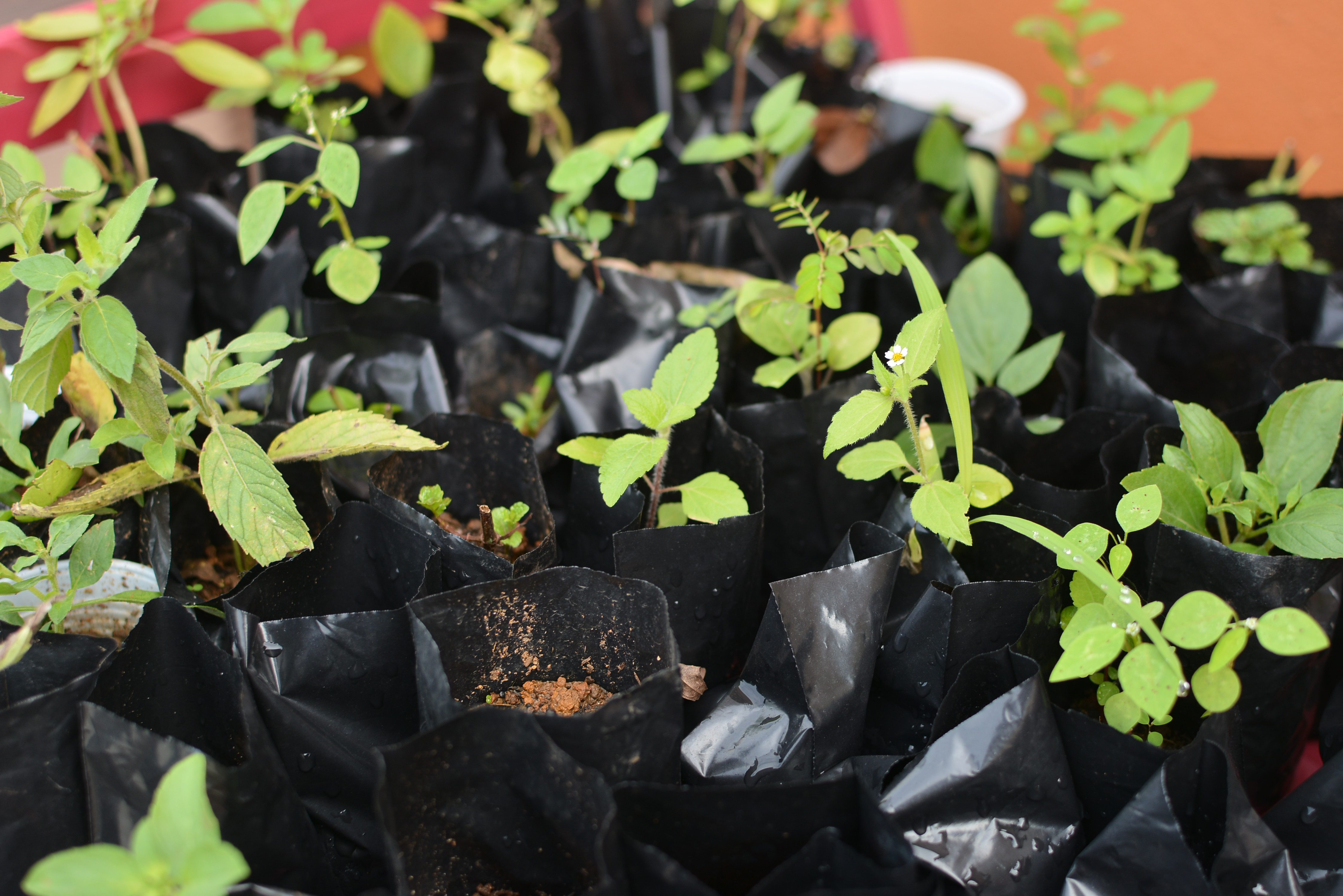 Viveiro de Plantas fornece mais de dez tipos de mudas para a população