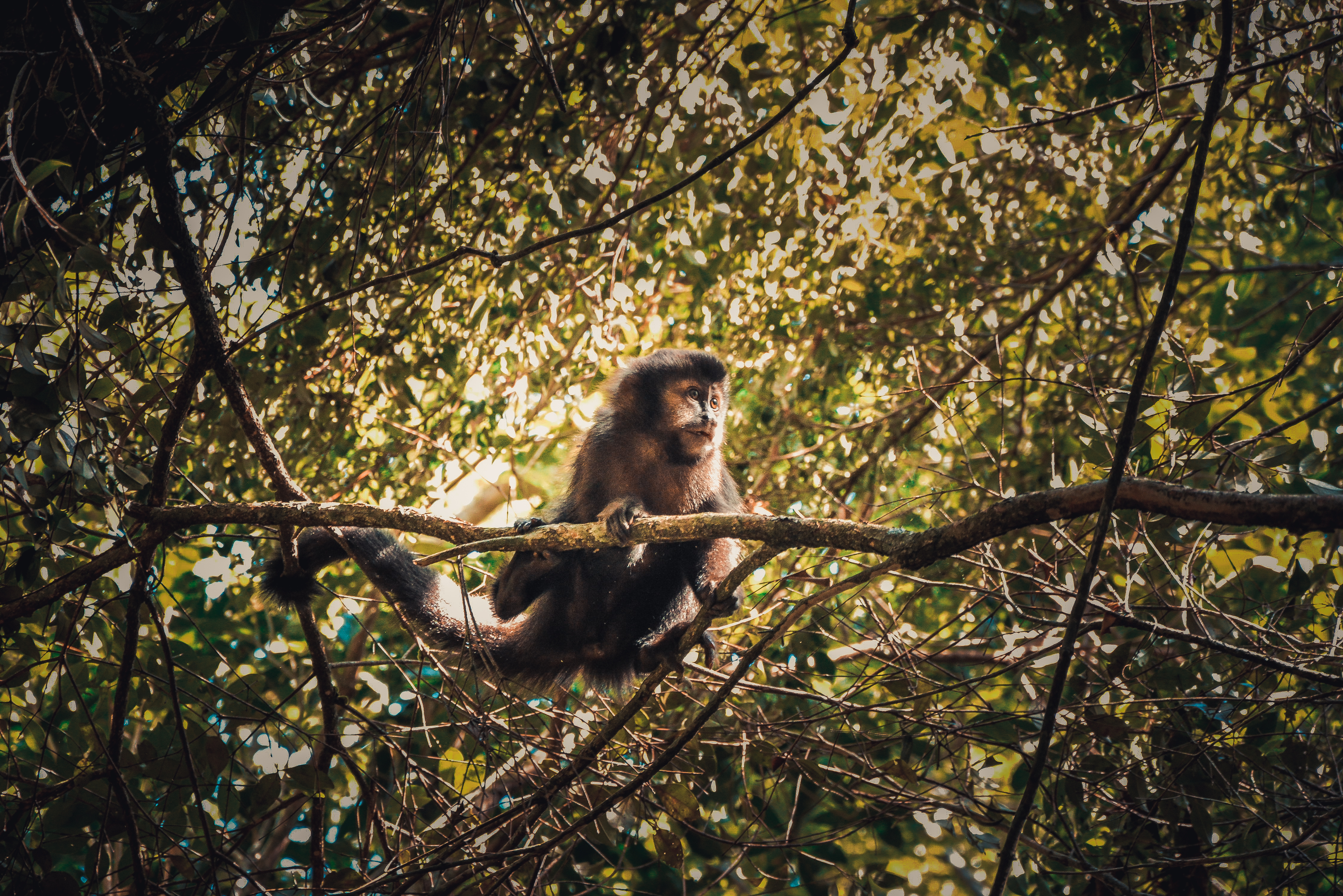 Febre amarela: Bertioga faz busca por macacos na mata