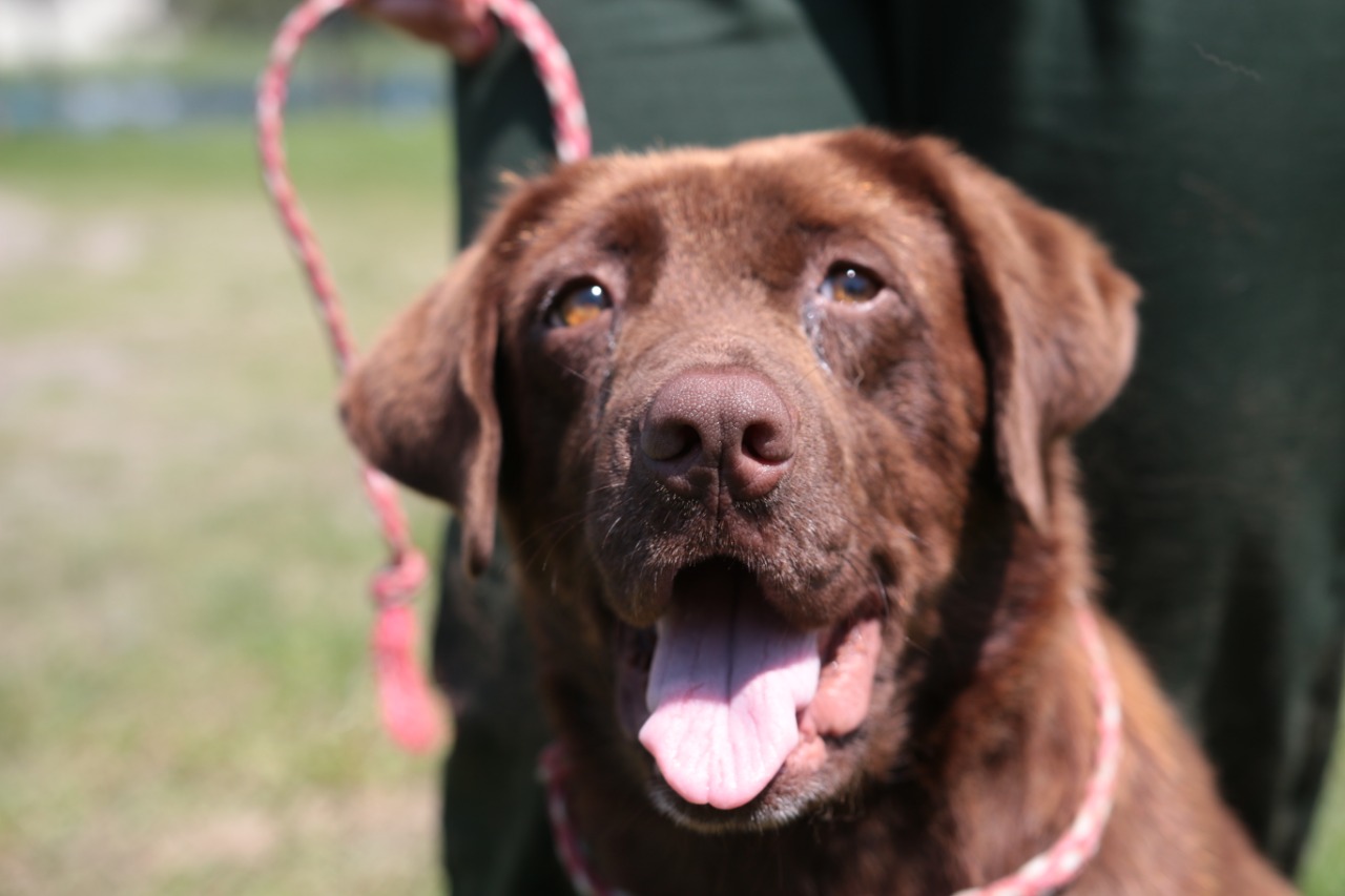 Cães abandonados estão à espera de um novo lar