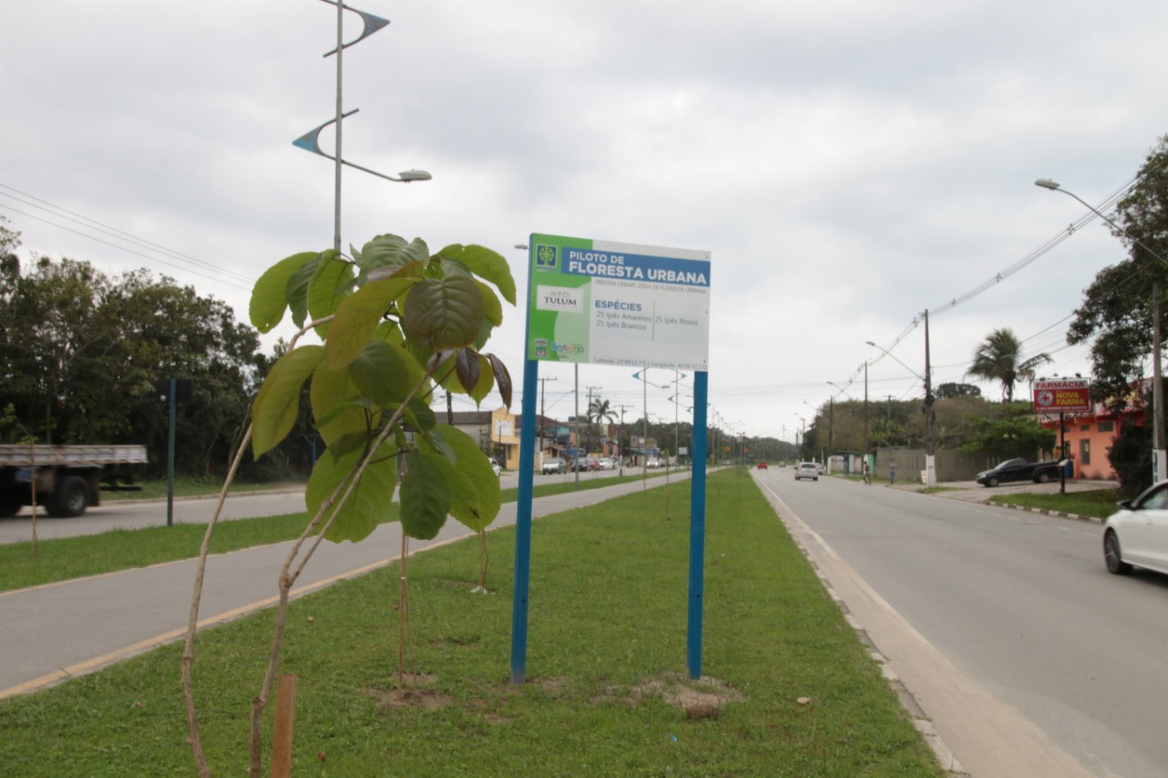 Prefeitura realiza plantio de mudas em diversos pontos da Anchieta