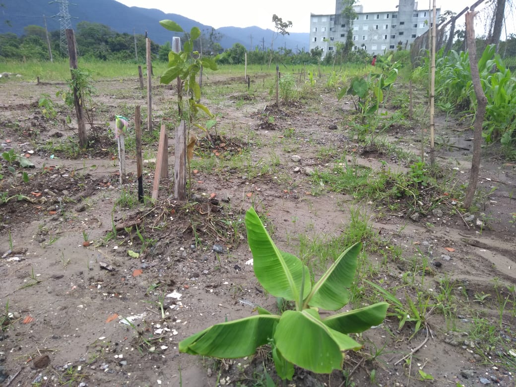 Moradores de Vicente de Carvalho constroem cerca para horta comunitária