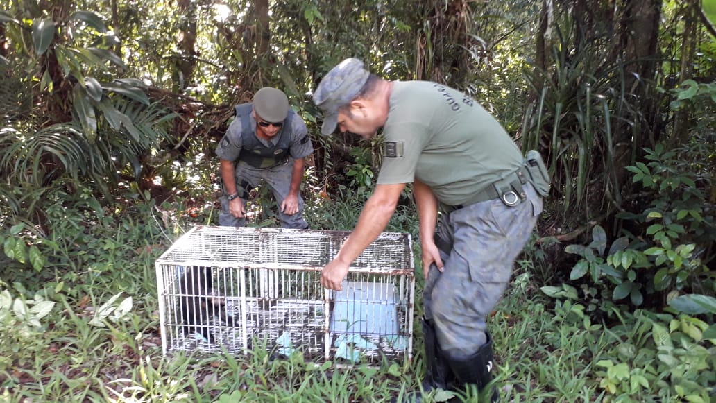 DOA realiza ação de soltura de espécie macaco prego na natureza