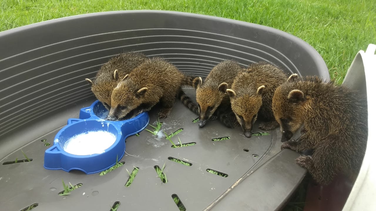 Prefeitura resgata quatis e os devolve à natureza