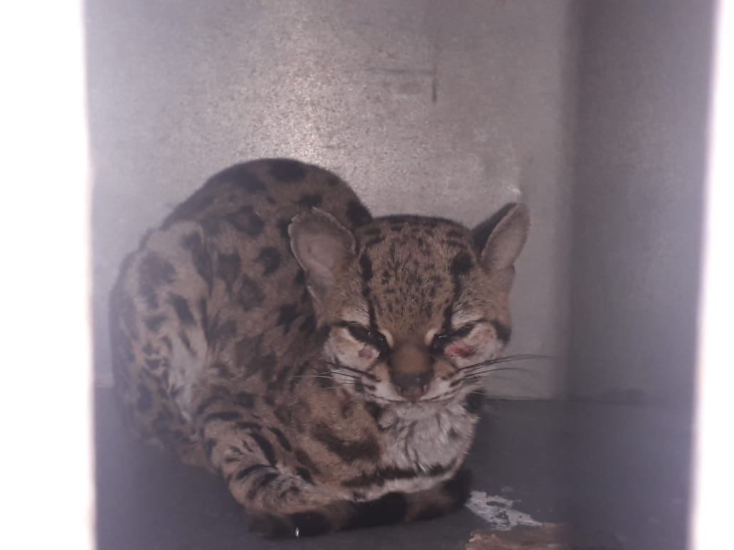 Prefeitura resgata animal em extinção