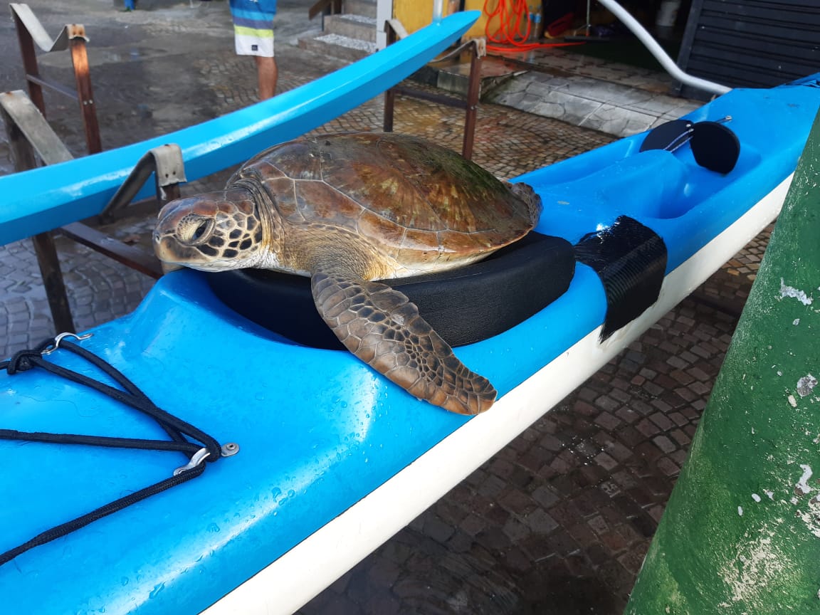 Canoístas acionam DOA e GREMAR para resgate de tartaruga marinha