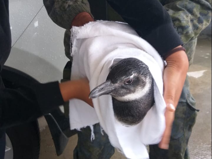 DOA auxilia GREMAR no resgate de pinguins
