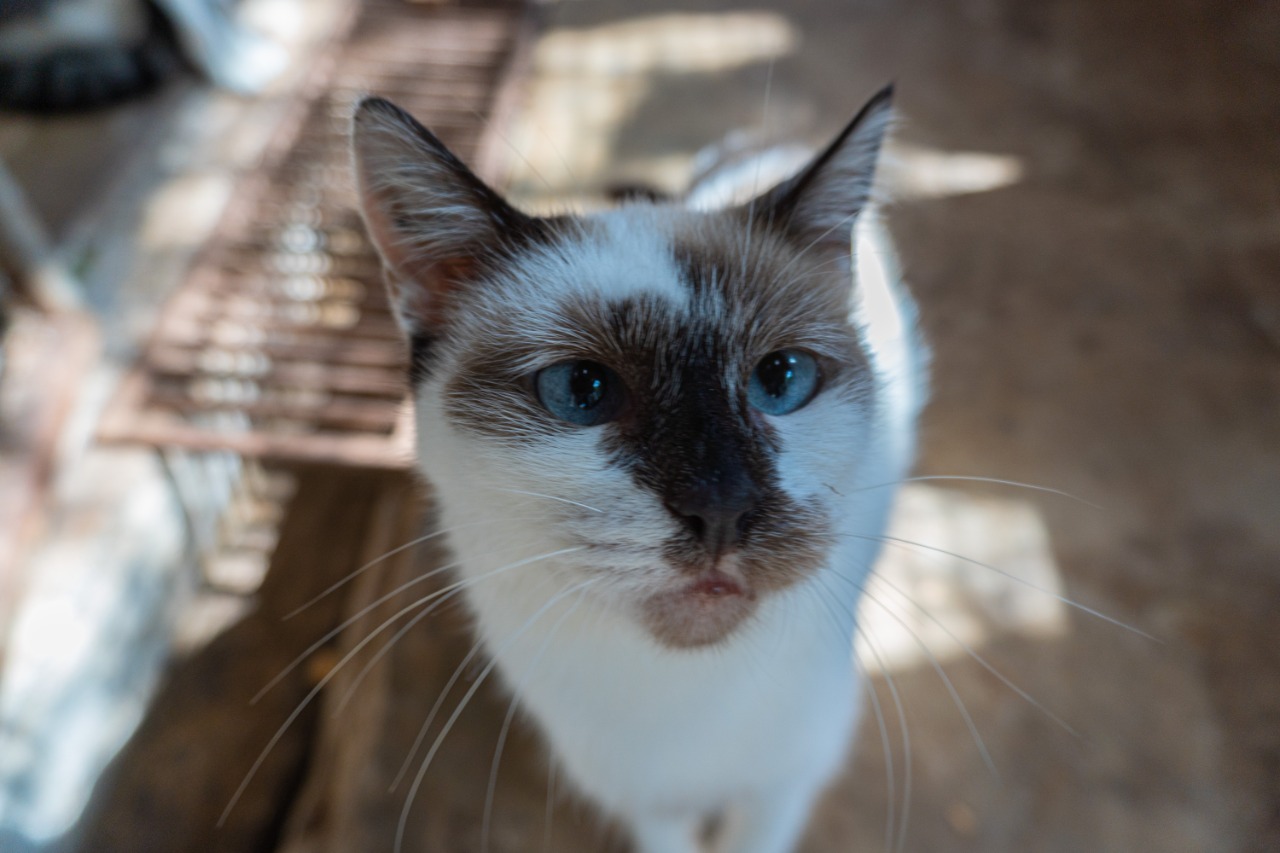 Bertioga promove feira de adoção de animais em Riviera