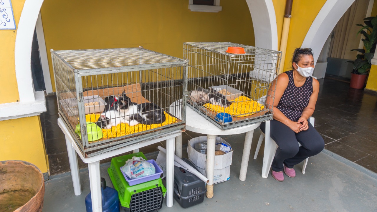 Feira de adoção em Bertioga segue até dezembro