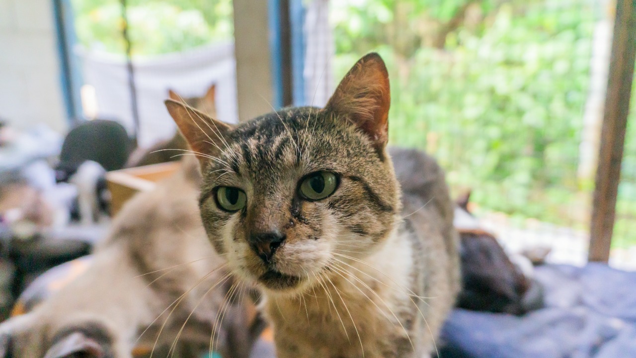 Feira de Economia Solidária oferece serviço pet friendly
