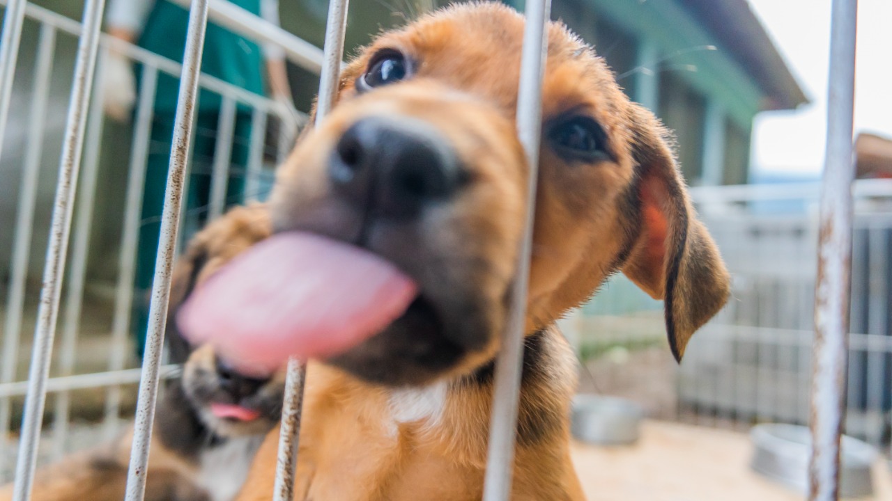 Bertioga promove feira de adoção animal