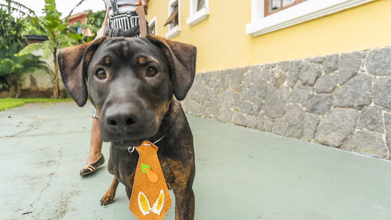 Castramóvel segue com atendimentos para pets do Rio da Praia, Maitinga e Jardim Raphael