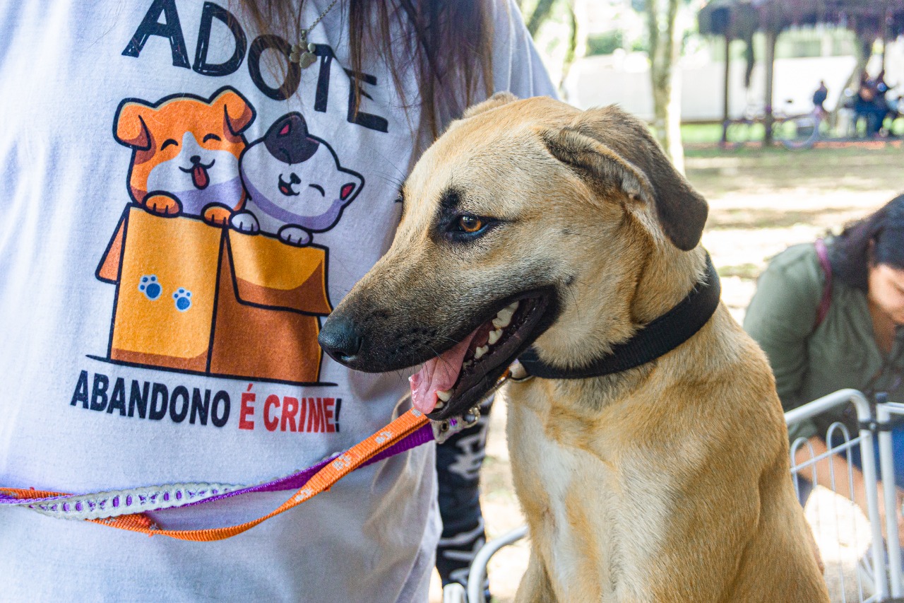Bertioga conta com feira de adoção aos finais de semana