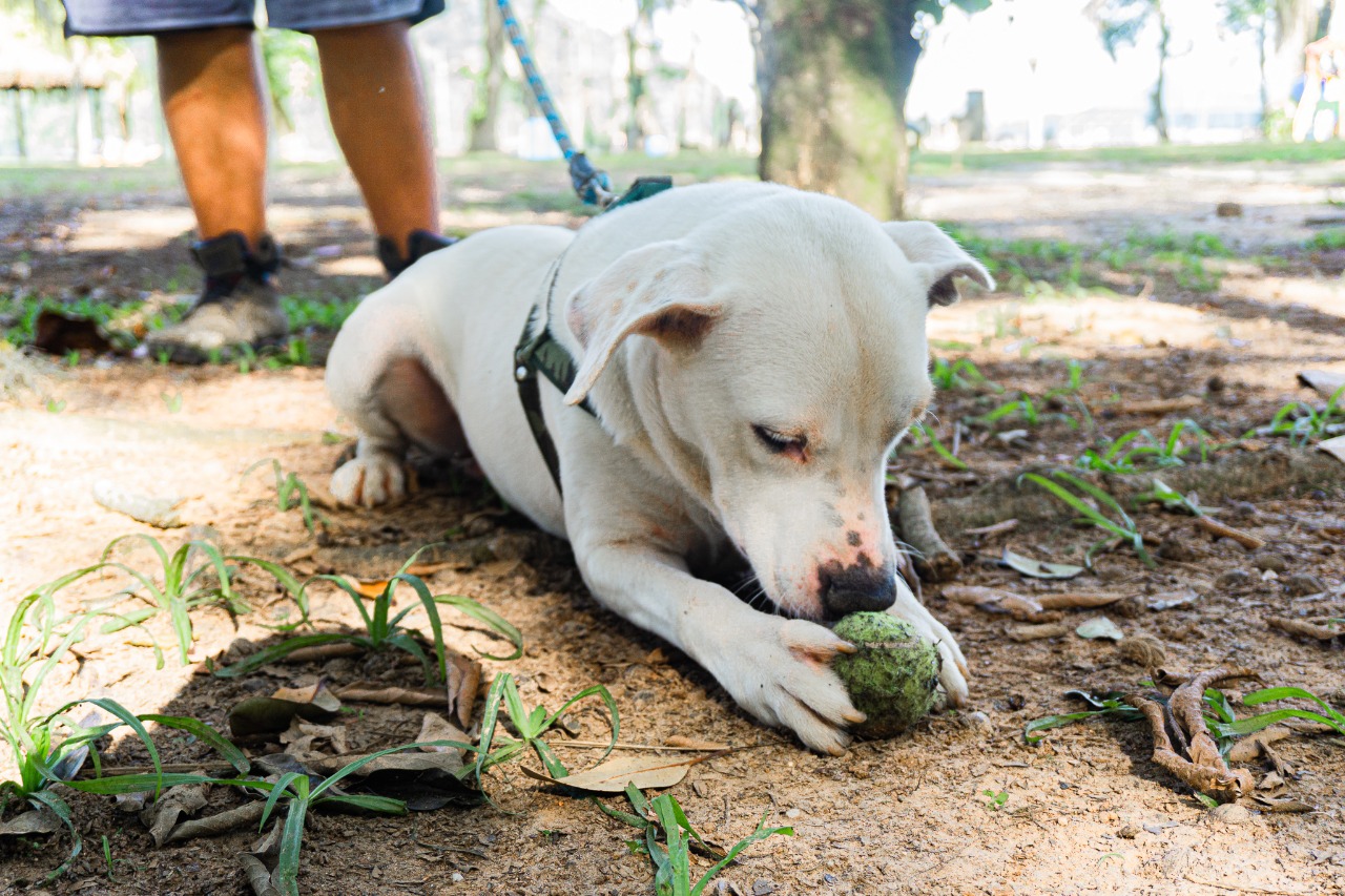 Castramóvel atende pets de Boraceia