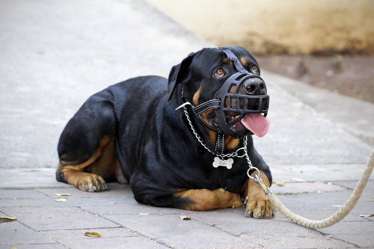 Prefeitura de Bertioga orienta sobre lei de segurança para posse e condução responsável de cães