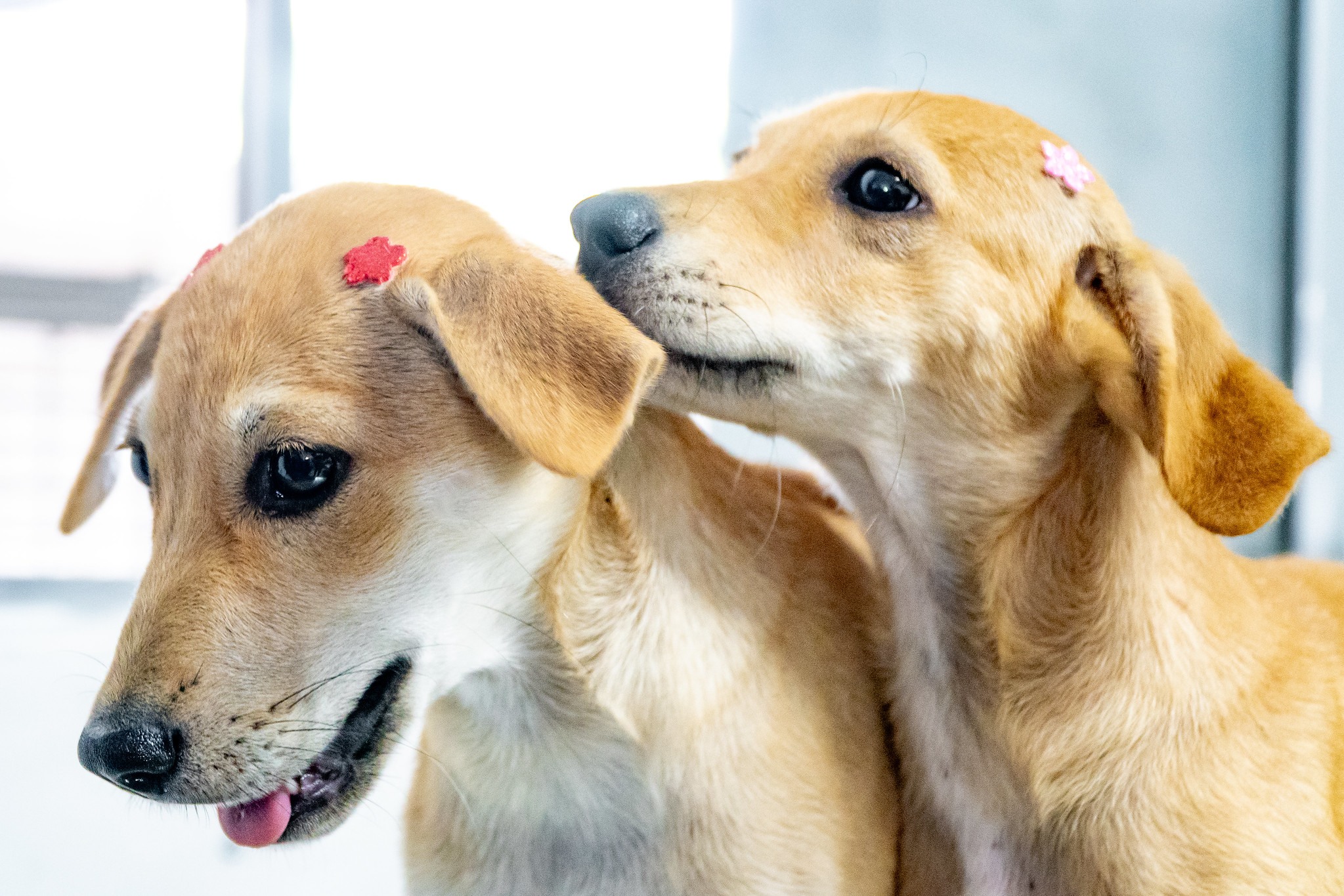 Mais de 100 pets estão disponíveis para adoção em Bertioga; Saiba como adotar