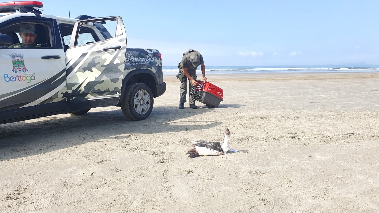 DOA de Bertioga resgata três animais diversos em ação