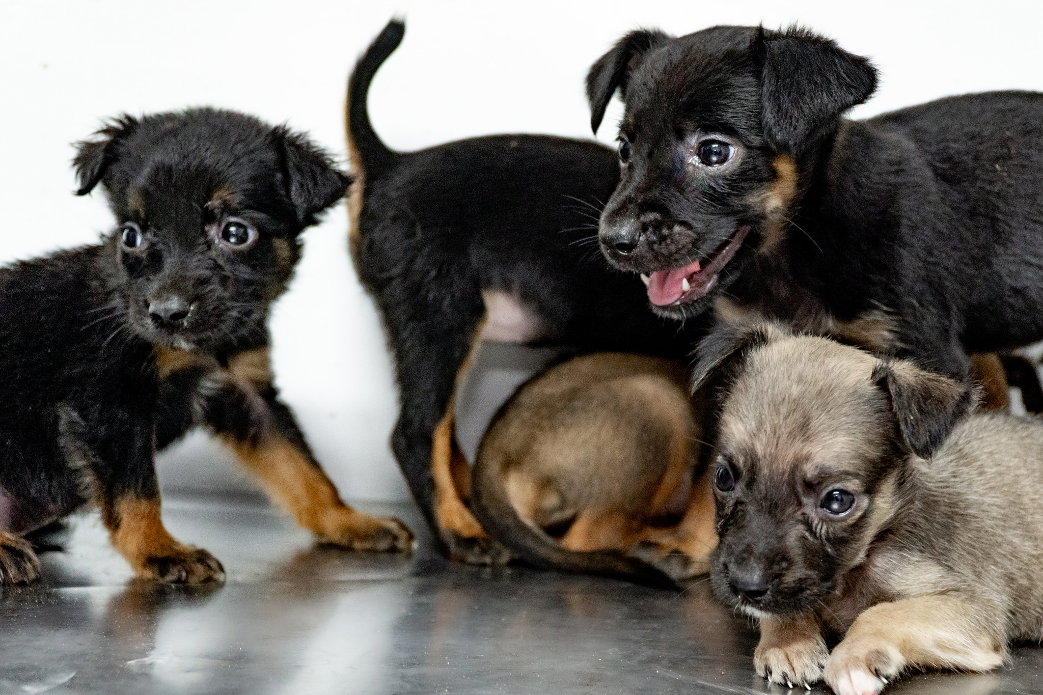 CCZ de Bertioga tem 150 pets disponíveis para adoção; saiba como adotar