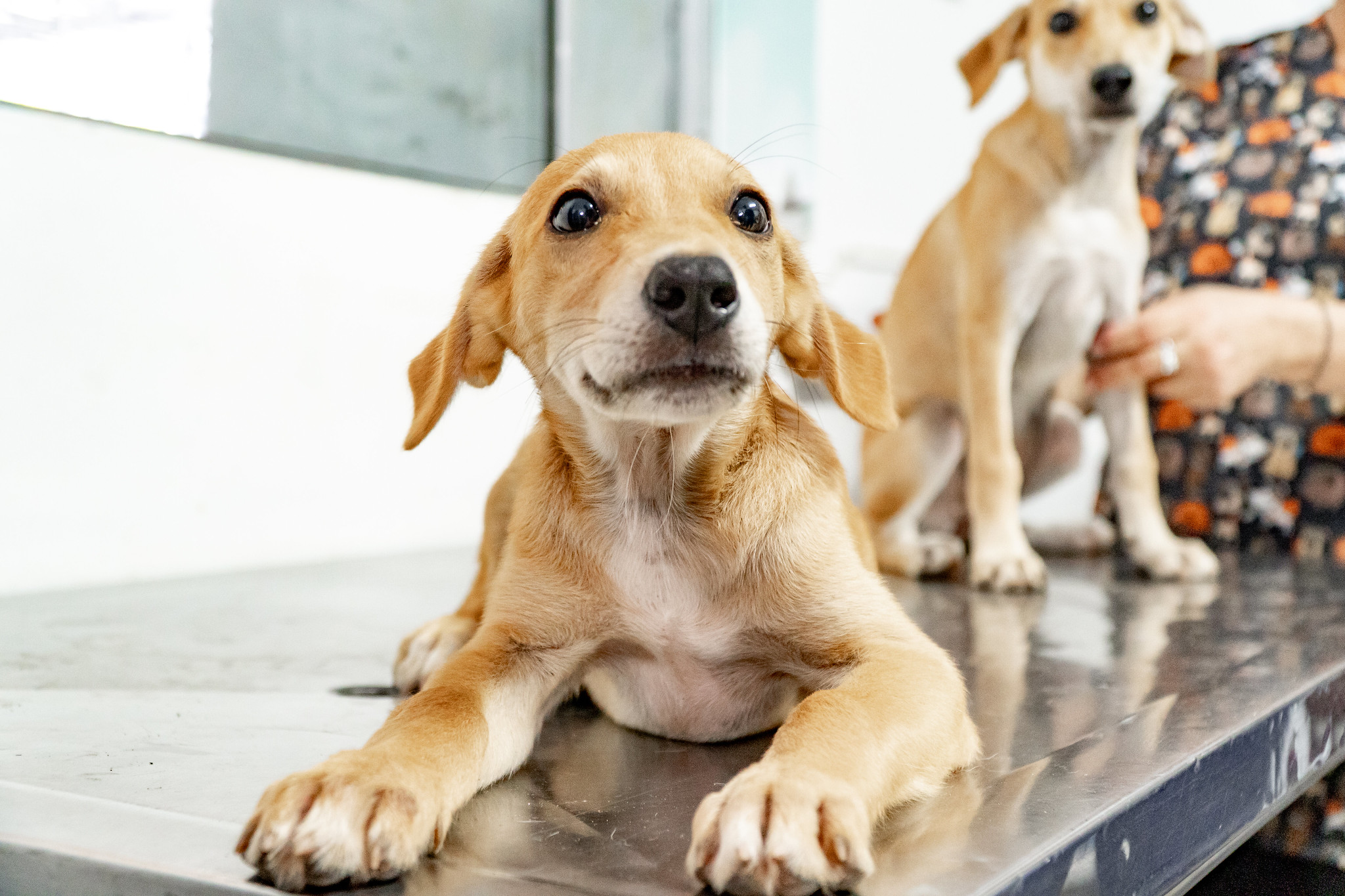 “Não compre, adote”: Mais de 160 pets estão em busca de um lar definitivo em Bertioga