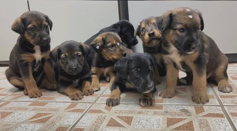 “Não compre, adote”: Mais de 160 pets estão disponíveis para adoção em Bertioga