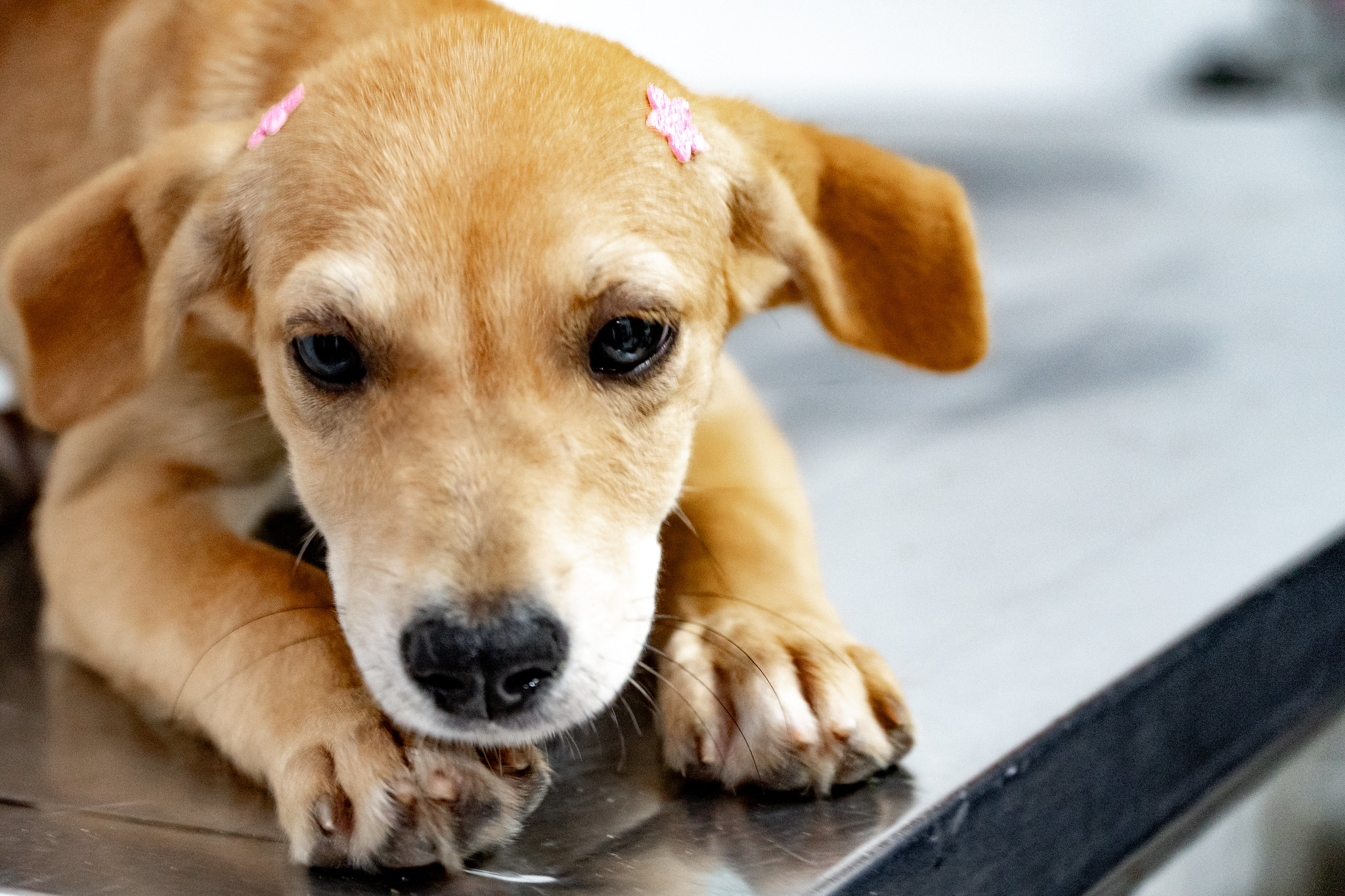 CCZ está com 140 pets disponíveis; saiba como adotar