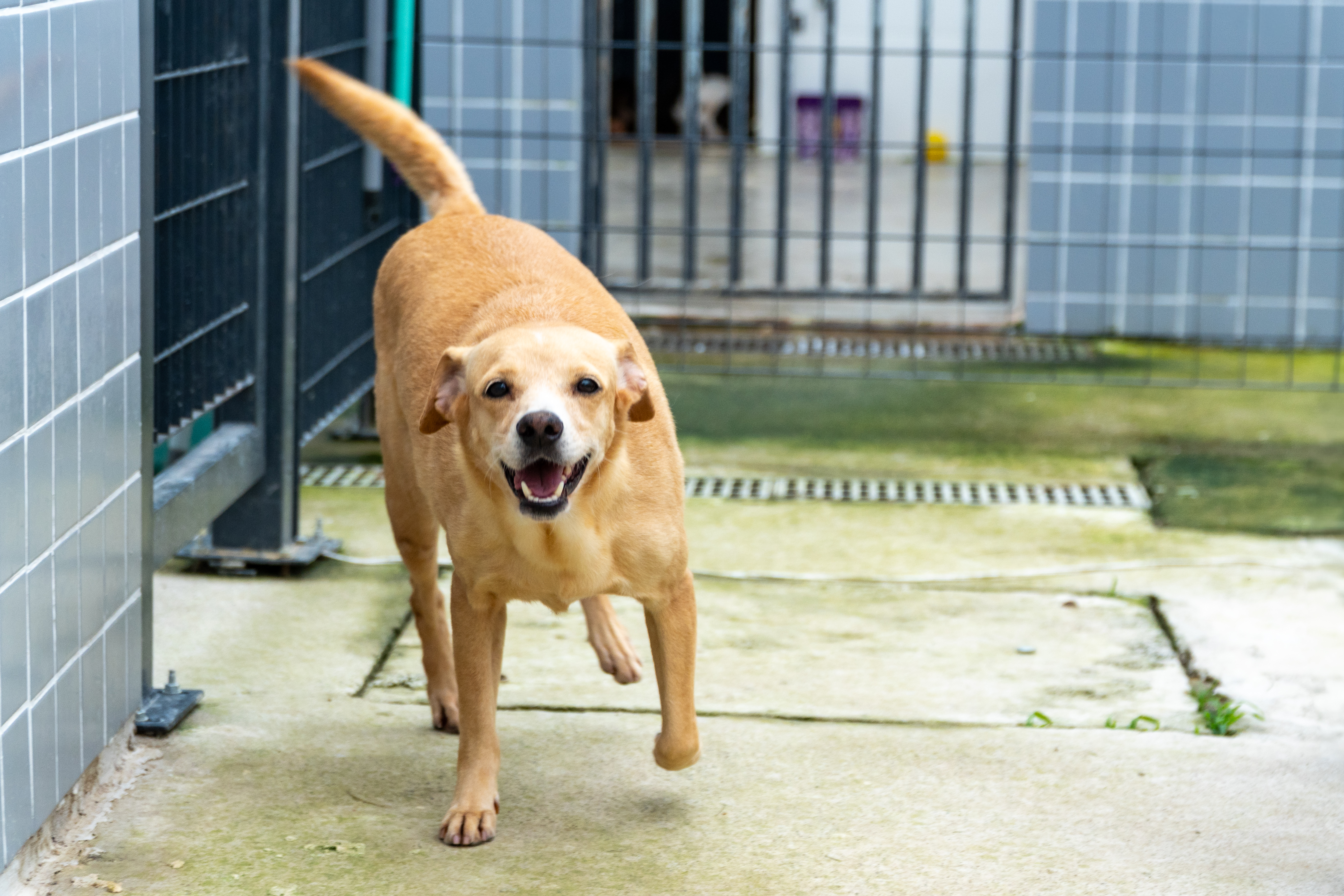Não compre, adote! Mais de 150 pets do CCZ esperam por um novo lar