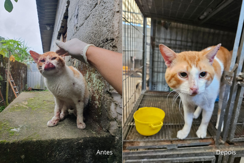 Esporotricose: saiba como proteger seu gato e sua família