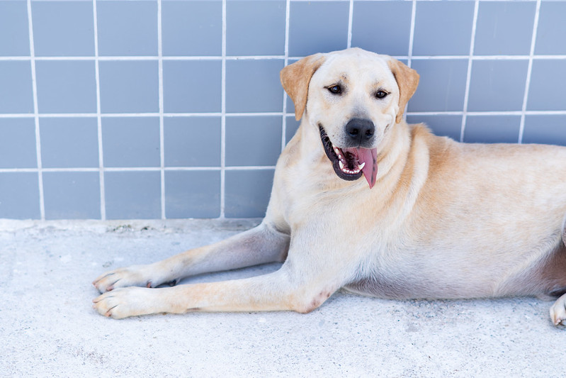 Prefeitura de Bertioga realiza palestra contra maus-tratos a pets neste sábado (7), no Caiubura