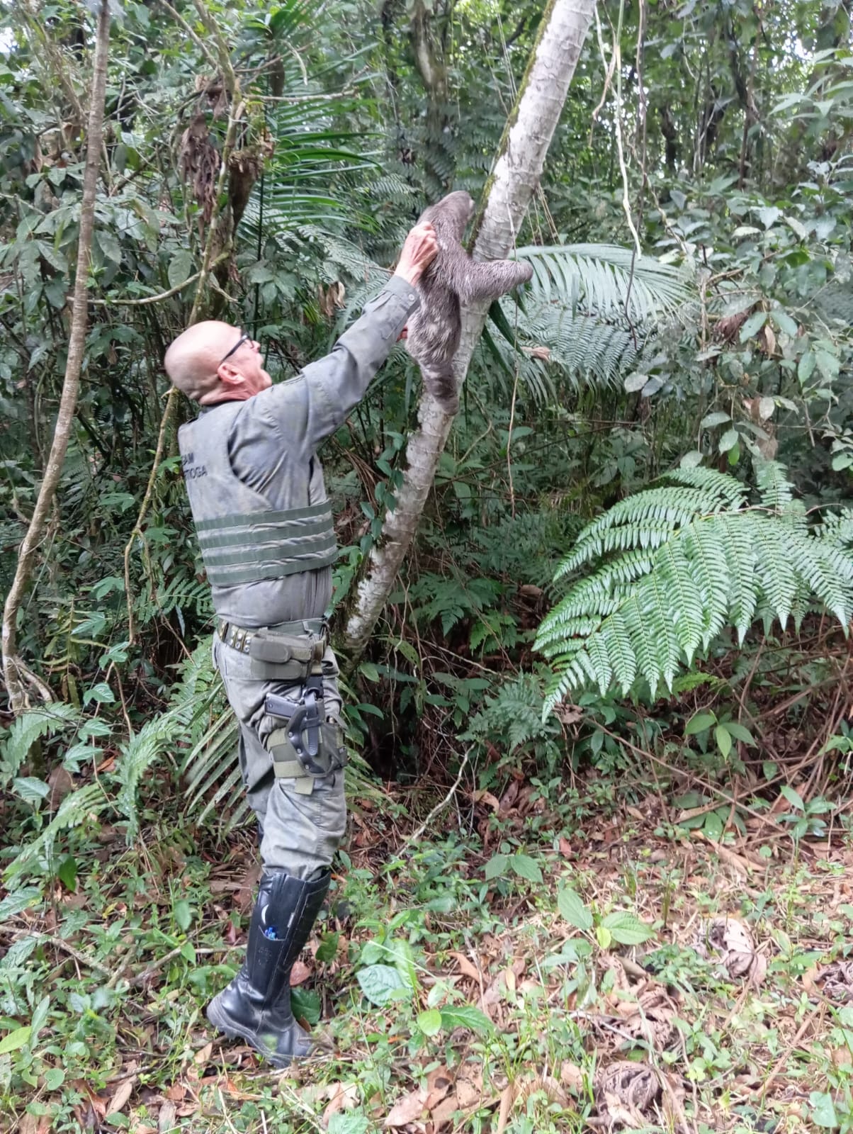 Bicho-preguiça é resgatado pelo DOA e devolvido ao habitat em Bertioga