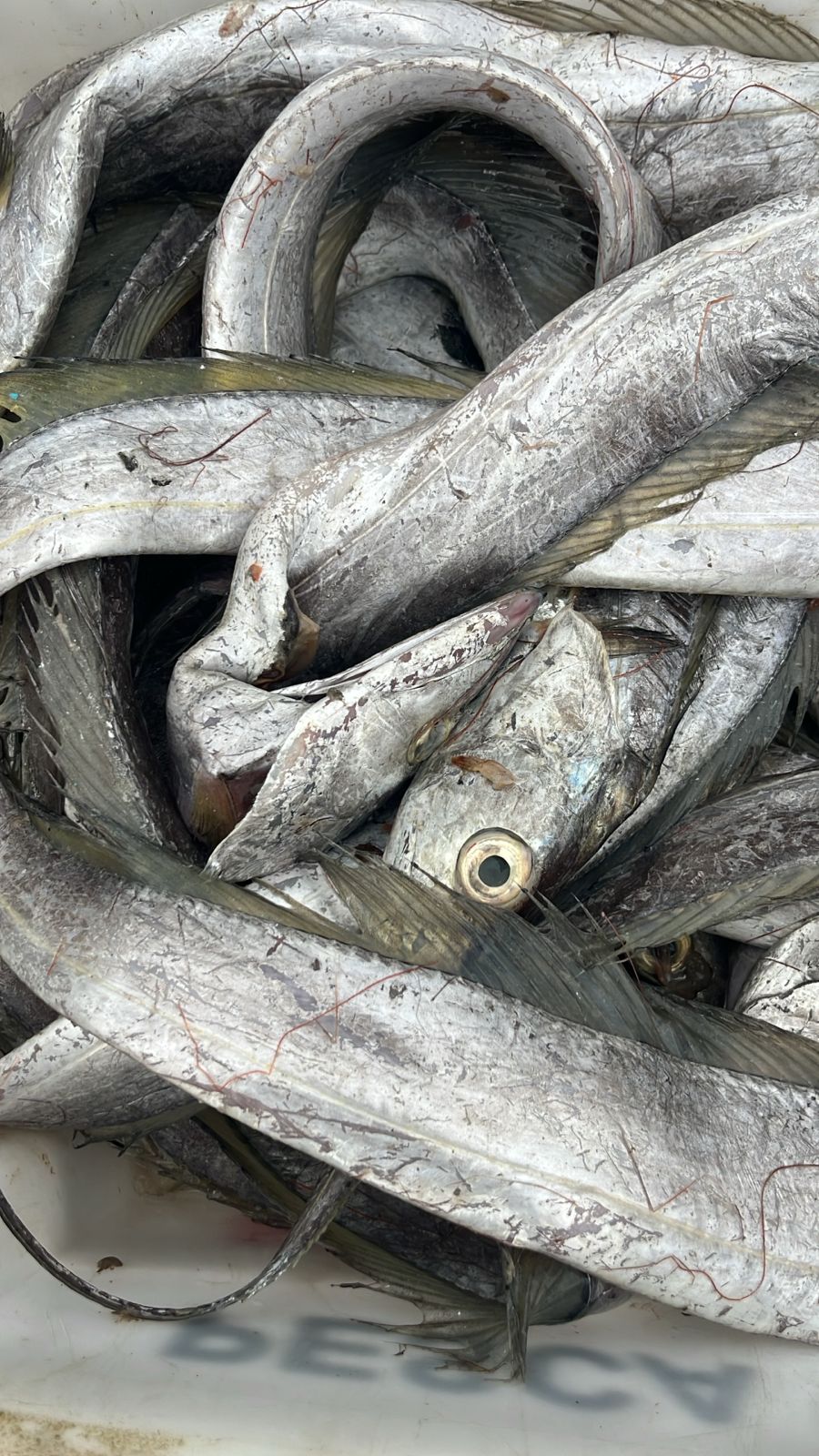 Ação integrada apreende pescados irregulares e combate construções ilegais às margens do Canal de Bertioga