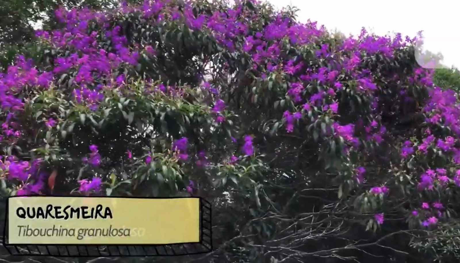 Bertioga restringe uso de espécies invasoras na arborização urbana