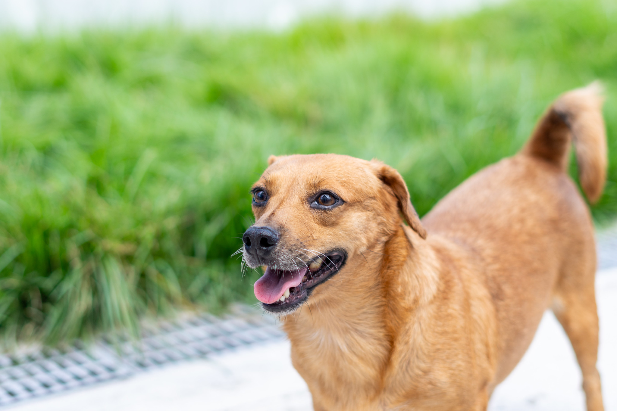 Cerca de 150 pets aguardam um lar definitivo em Bertioga