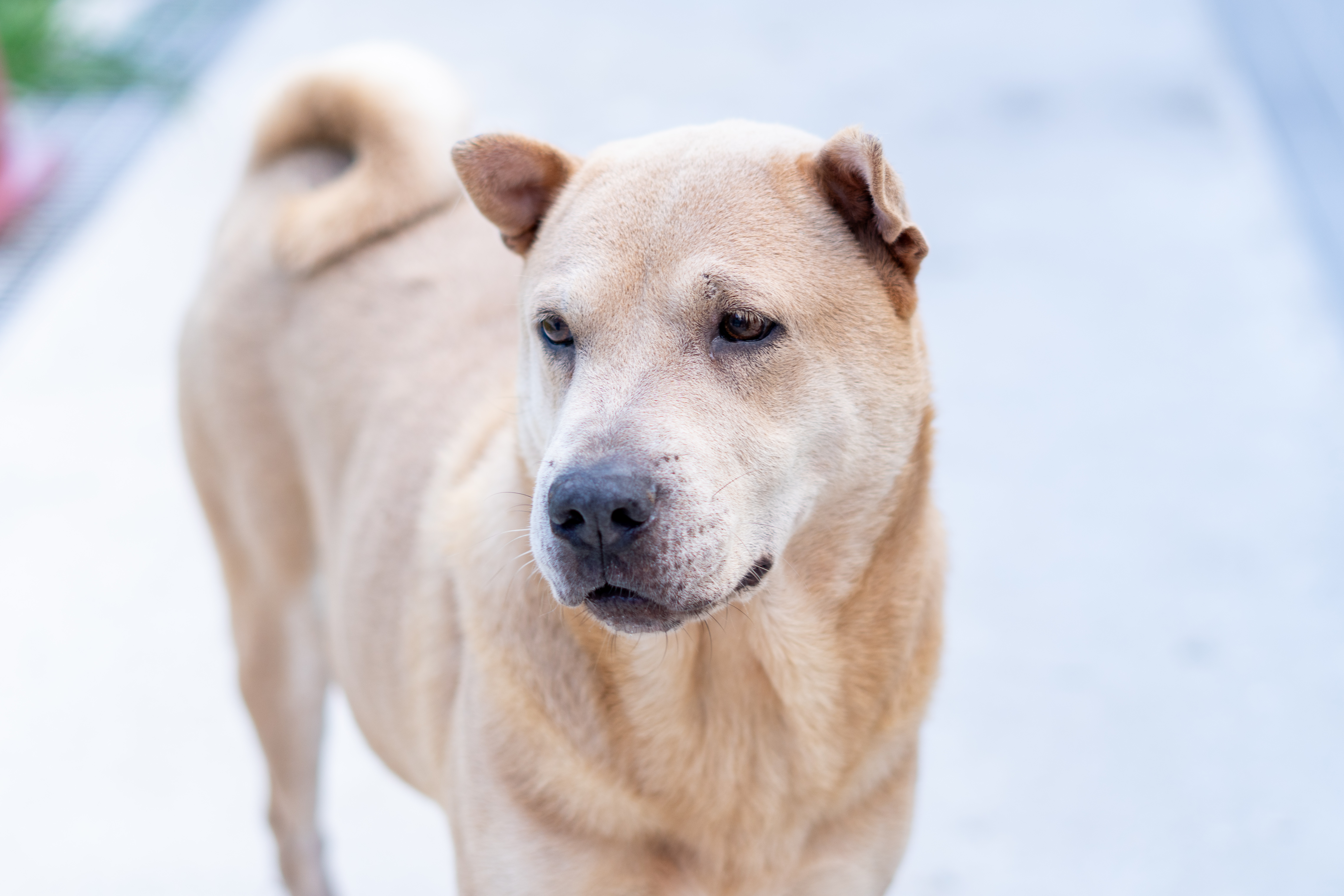 Não compre, adote! 165 pets estão em busca de um novo lar no CCZ