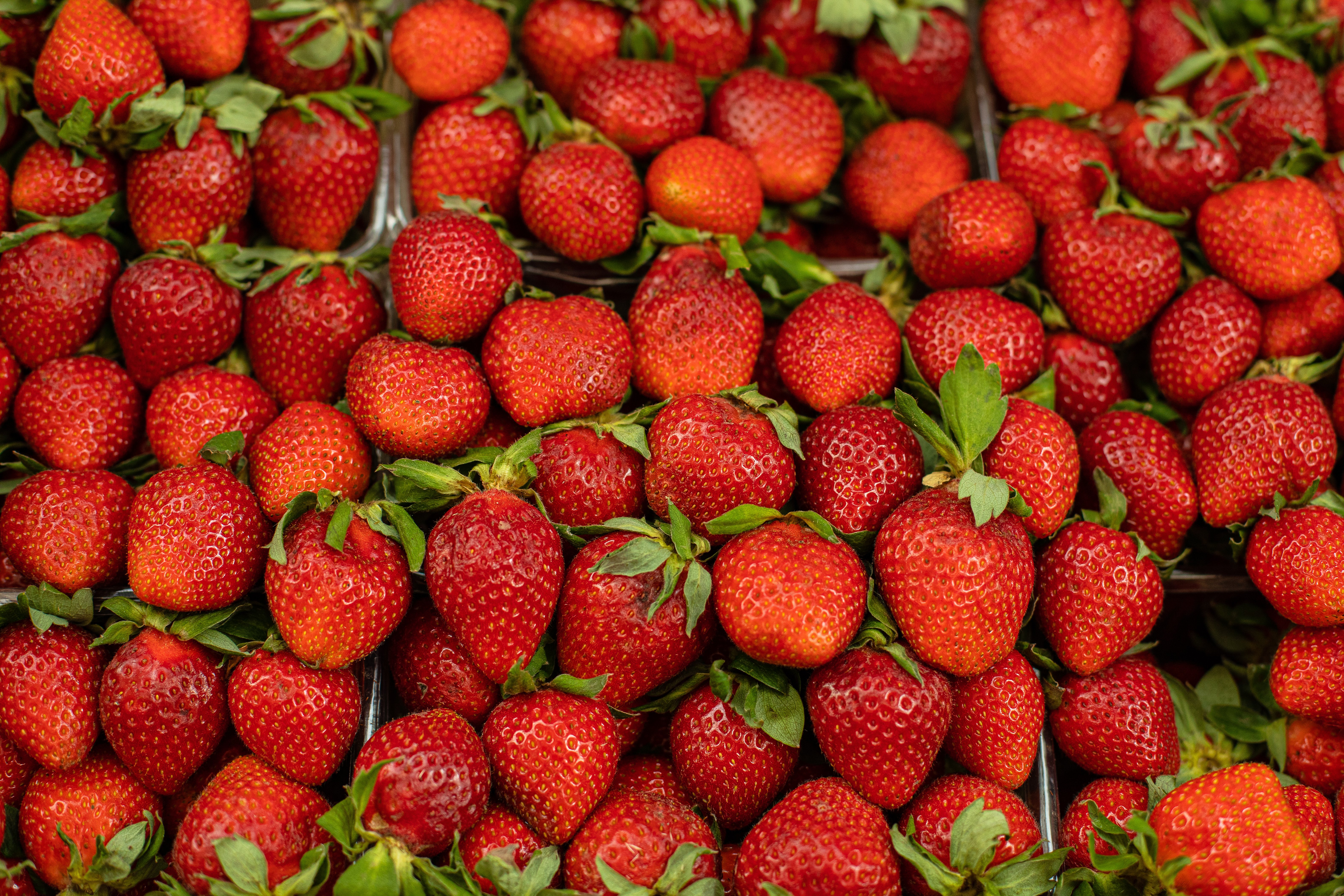 Festa do Morango agita Bertioga com três dias de atrações, sabores e diversão para toda a família