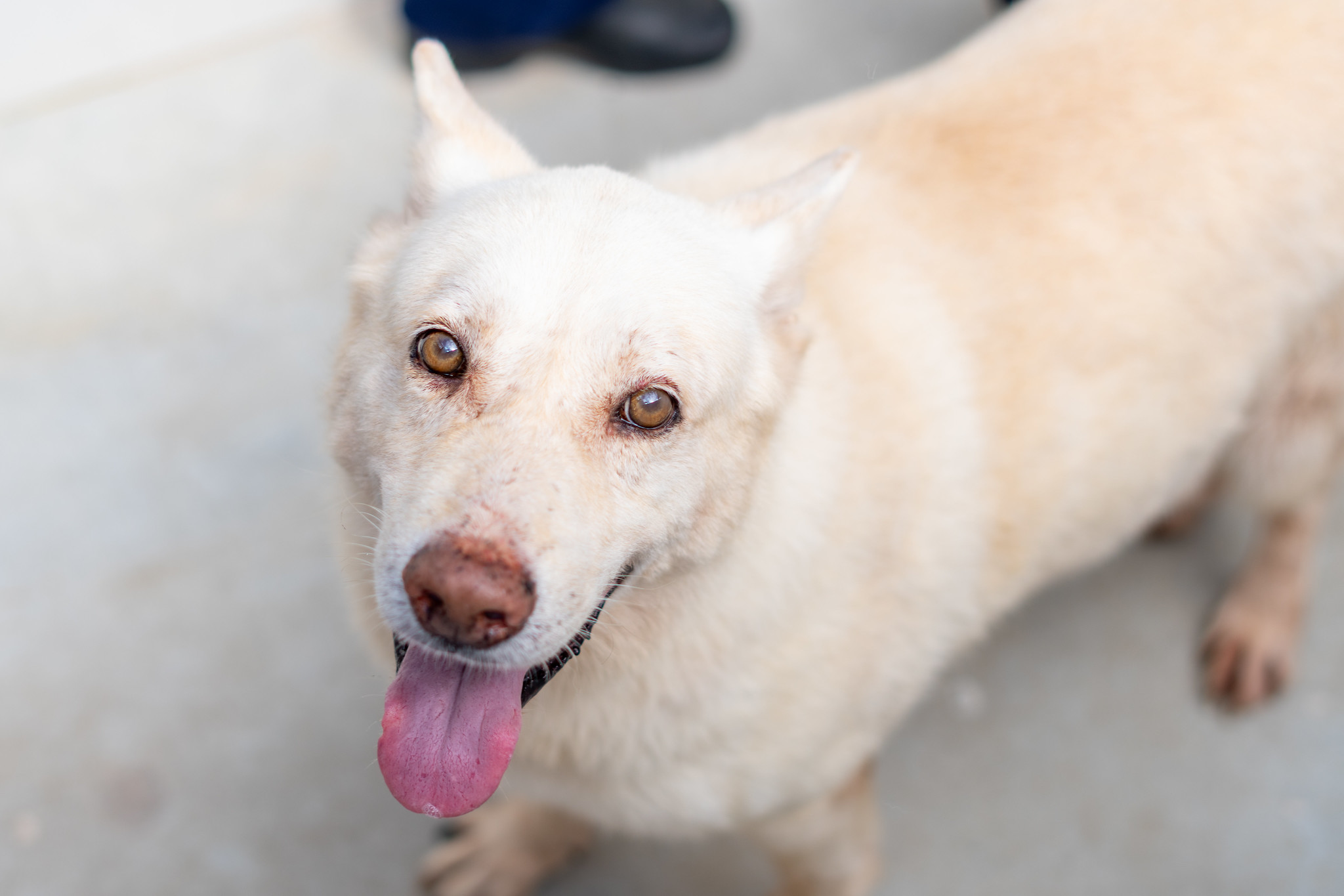 Mais 170 pets estão disponíveis para adoção em Bertioga