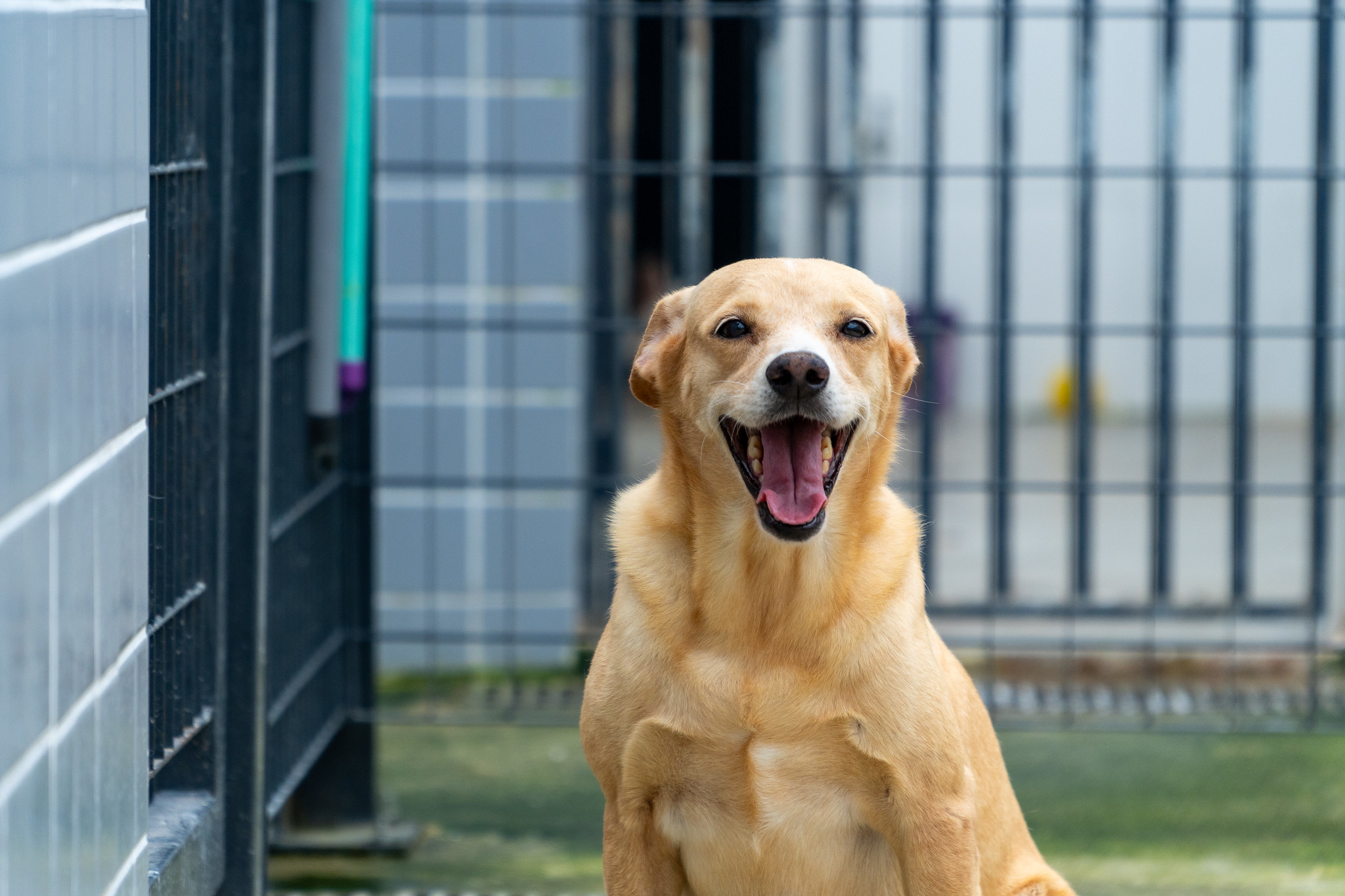 Não compre, adote! Mais de 170 pets estão em busca de um novo lar no CCZ
