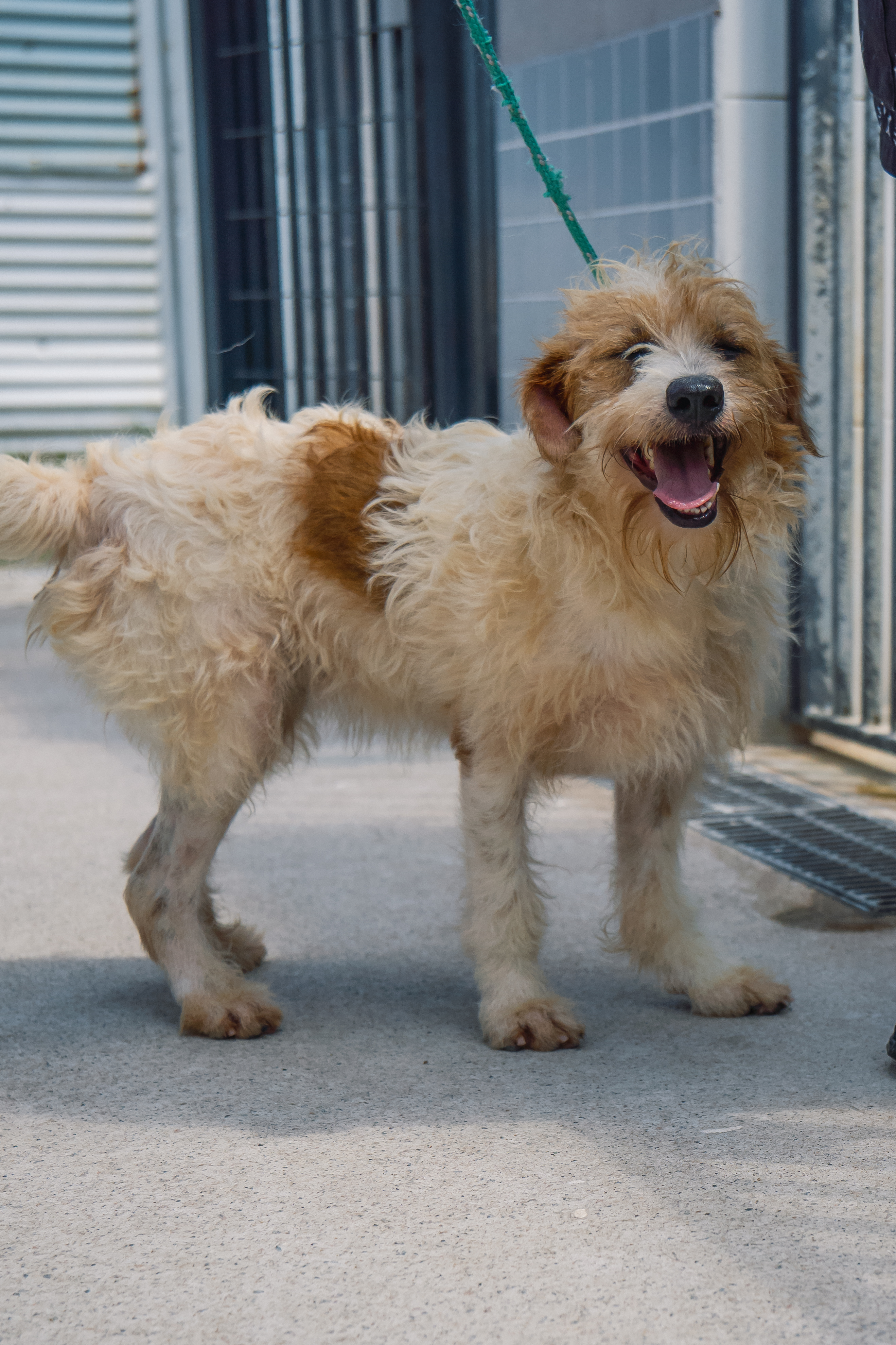 Cerca de 160 pets estão disponíveis para adoção no CCZ