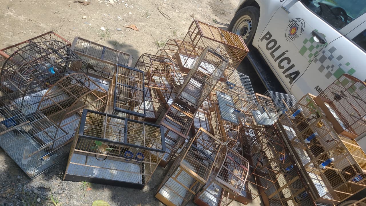Prefeitura intensifica combate a crimes ambientais e apreende mais de 60 aves silvestres