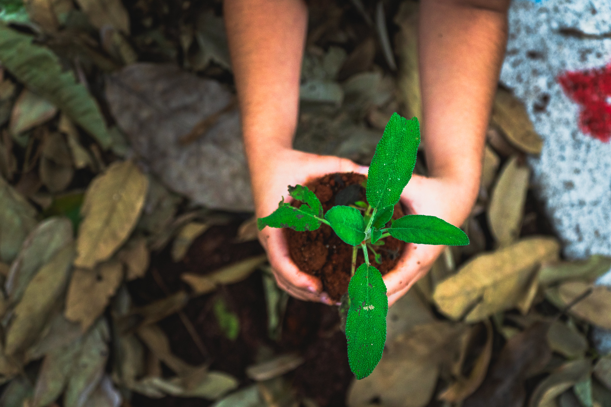 Bertioga recebe curso para criação da Horta Comunitária da Vila do Bem Chácaras