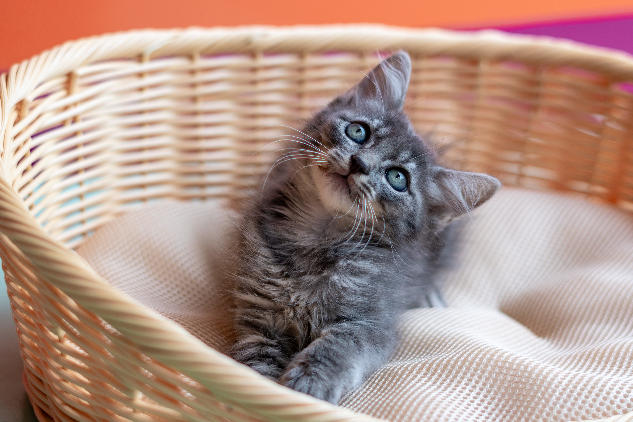 CCZ de Bertioga tem mais de 160 pets à espera de um lar